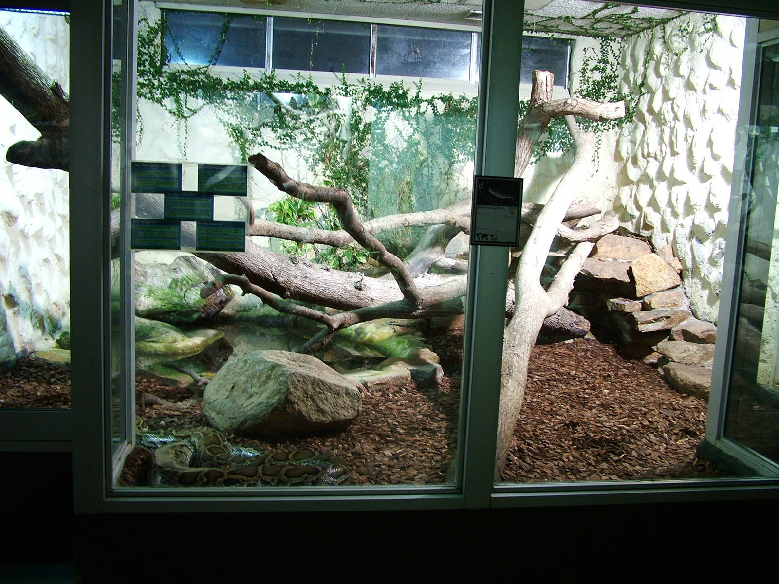 Burmese Python Enclosure
