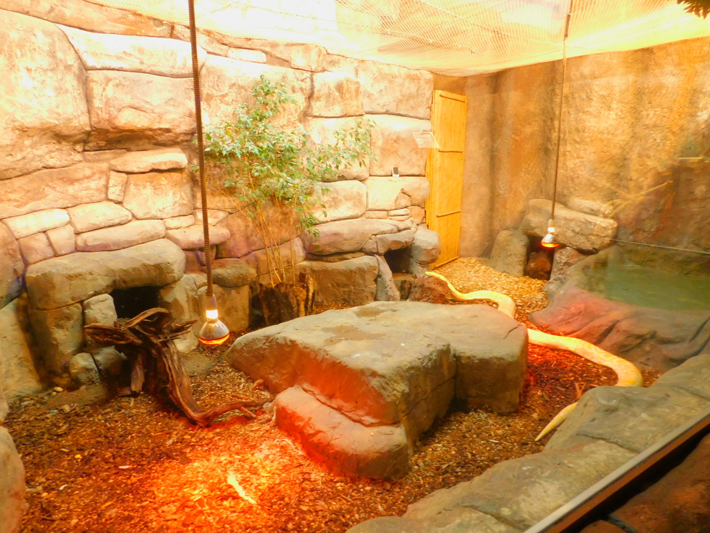 Burmese Python Enclosure