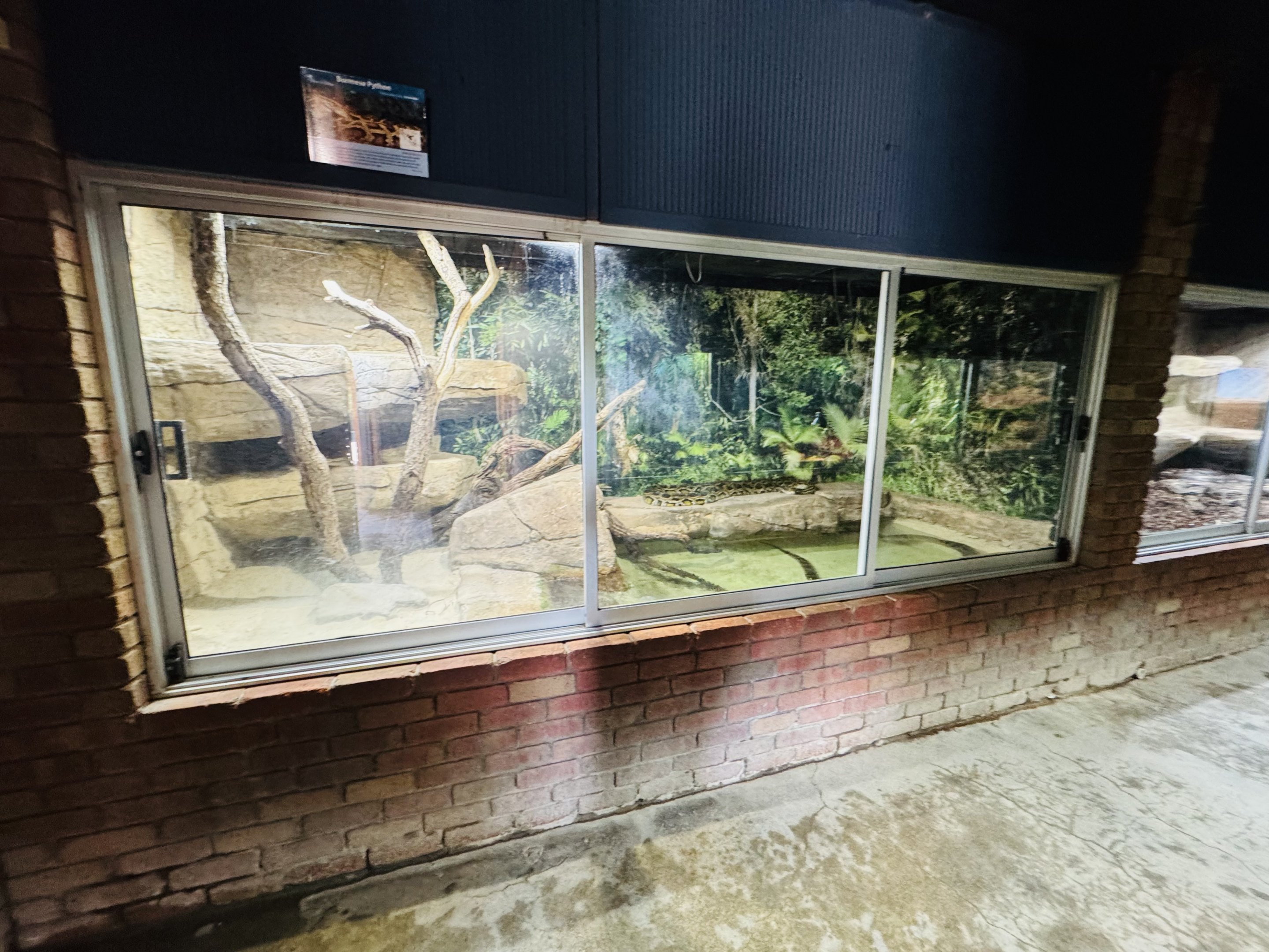 Burmese python enclosure