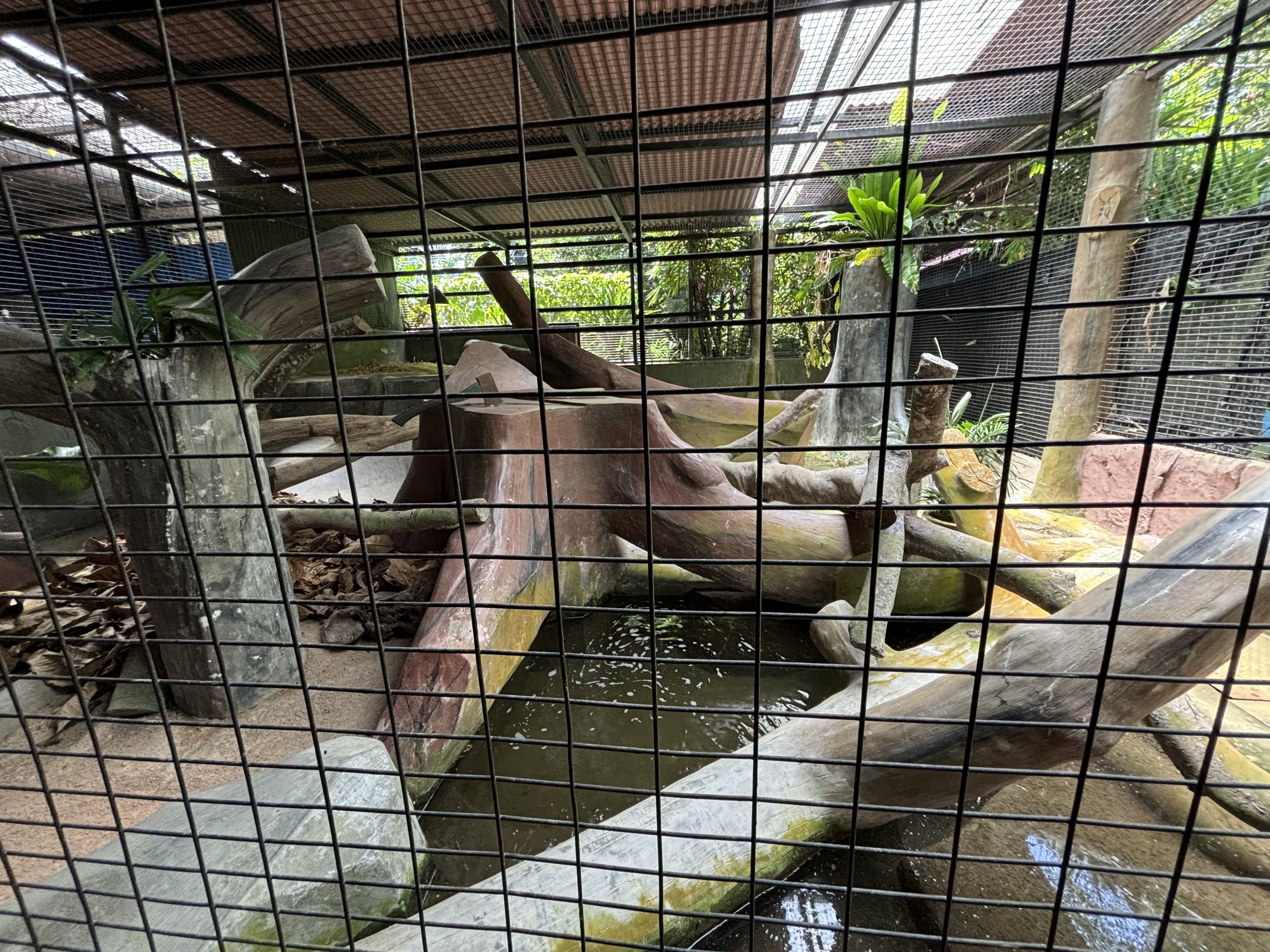 Burmese Python Exhibit #1