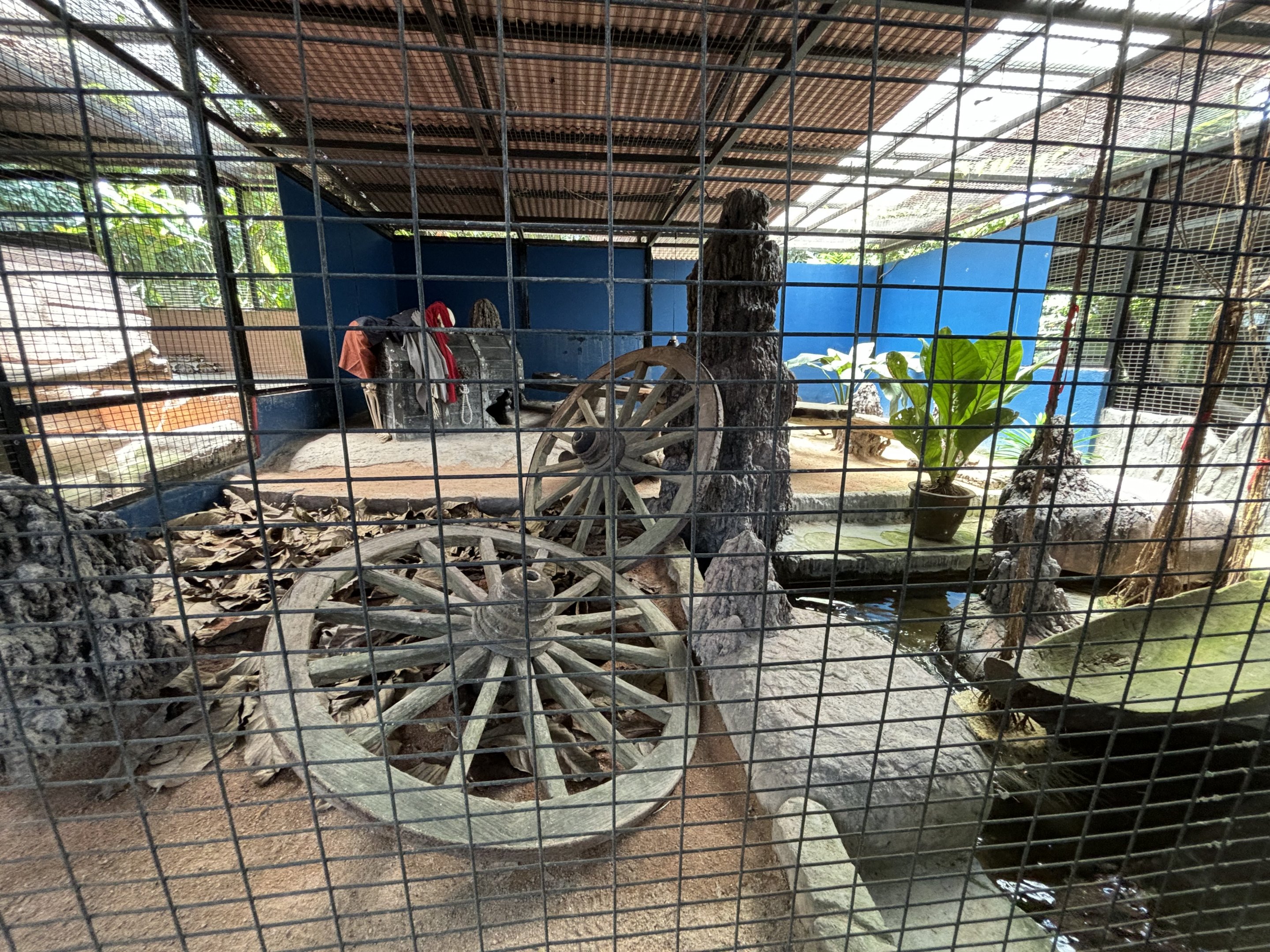 Burmese Python Exhibit #2