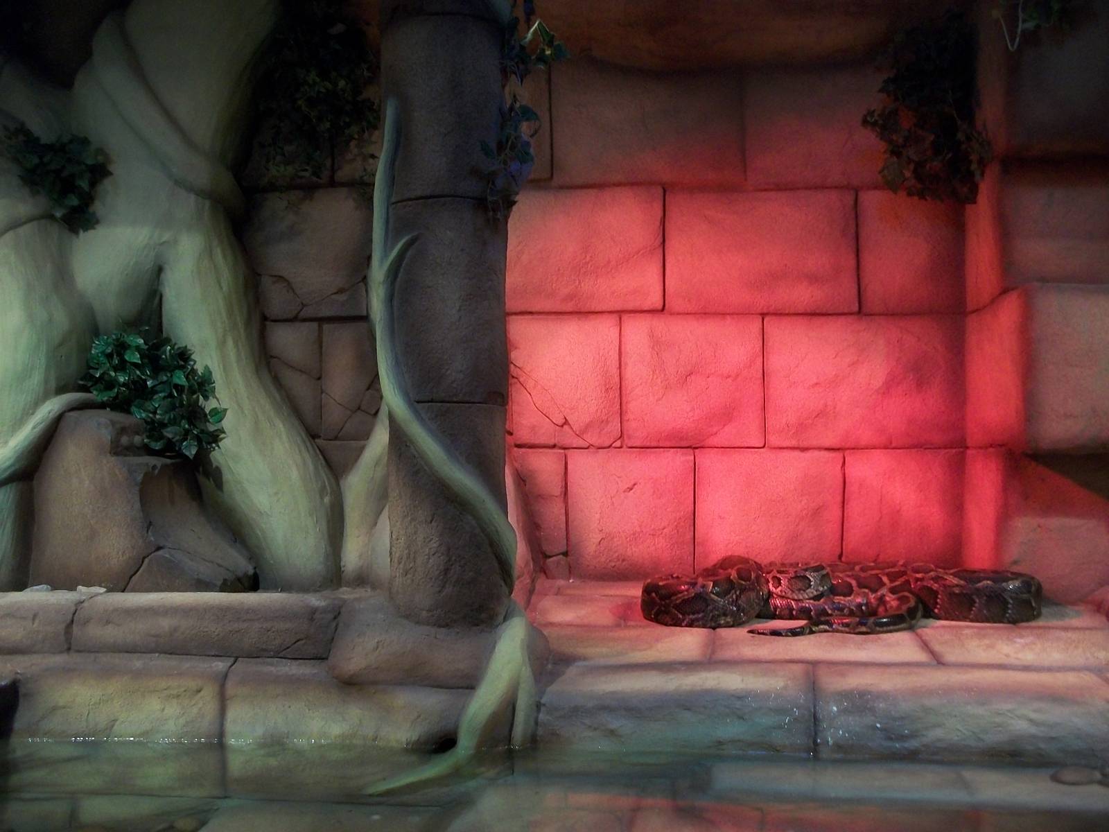 Burmese Python exhibit 22nd February 2013