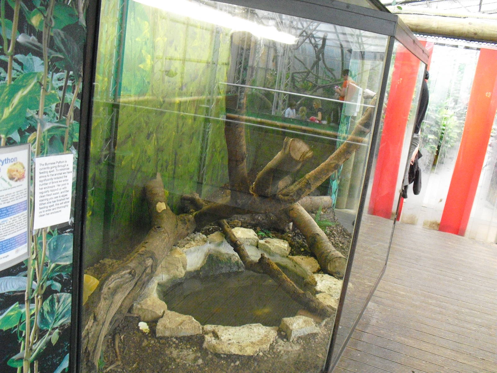 Burmese Python Exhibit - 27/10/2011