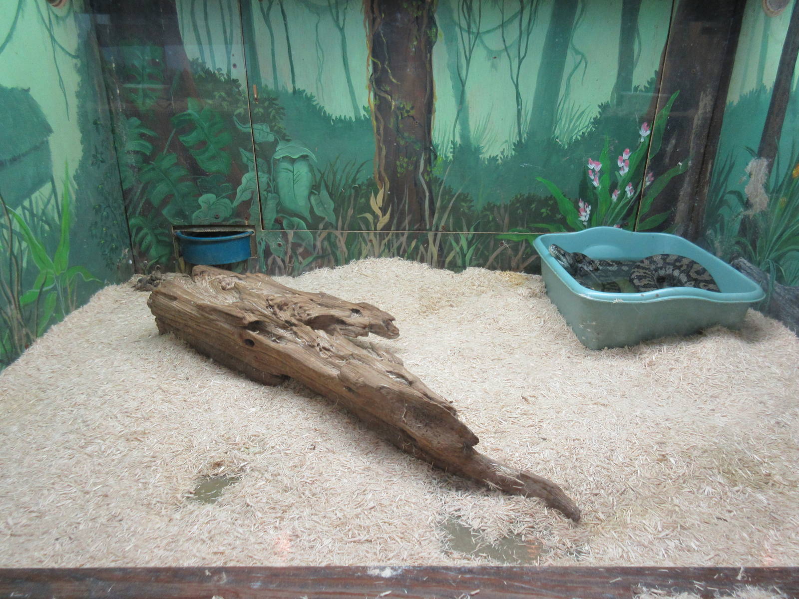 Burmese Python Exhibit (a juvenile)