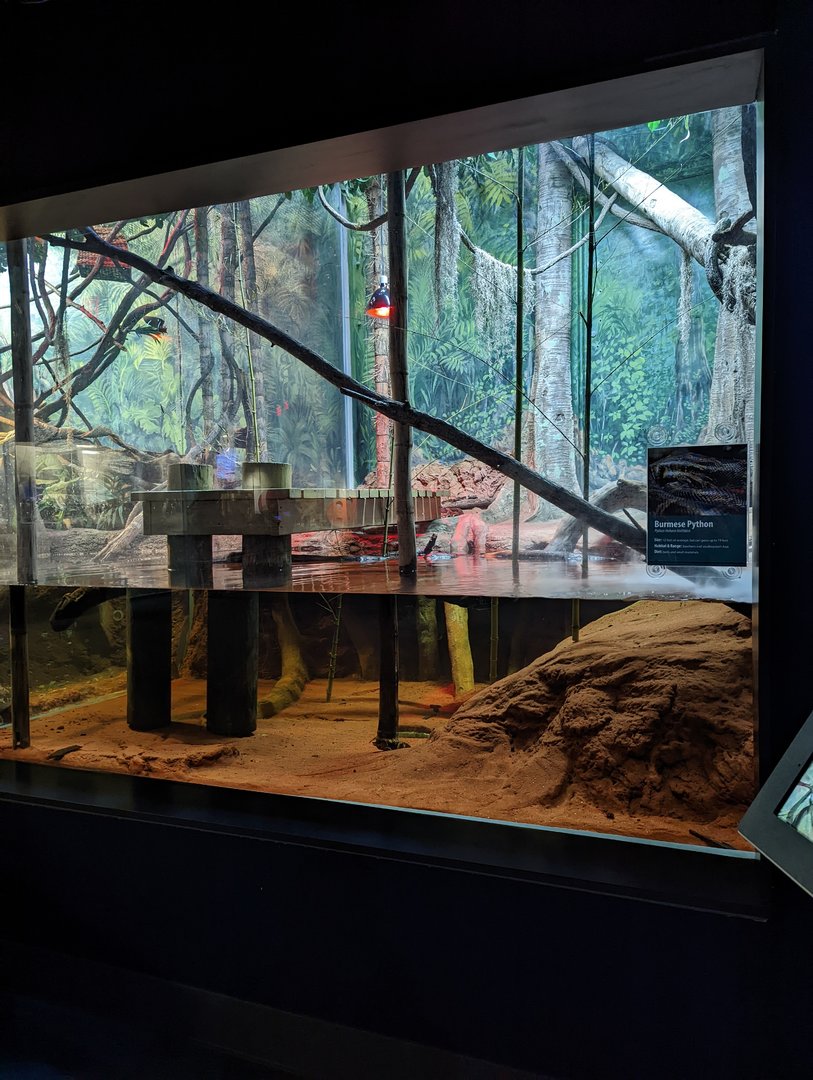 Burmese Python exhibit at the Greensboro Science Center