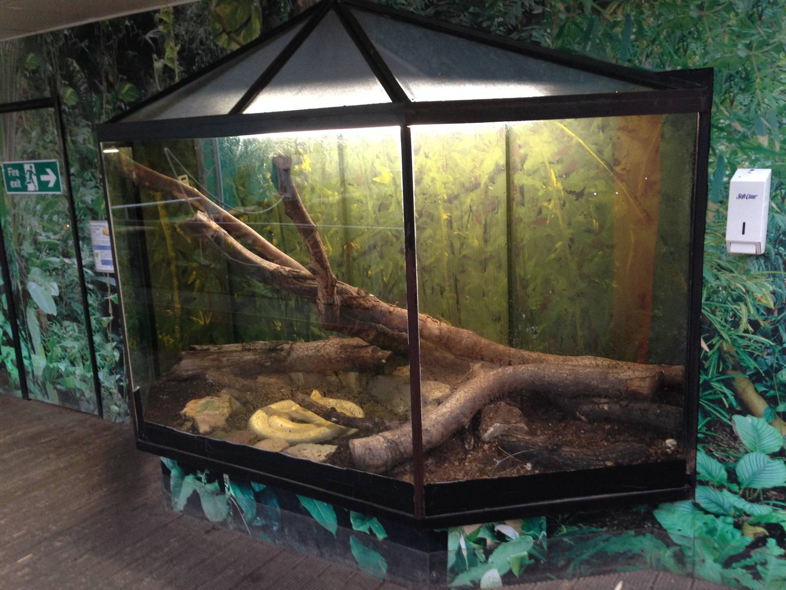 Burmese Python Exhibit at Tropical World - 02/10/2013