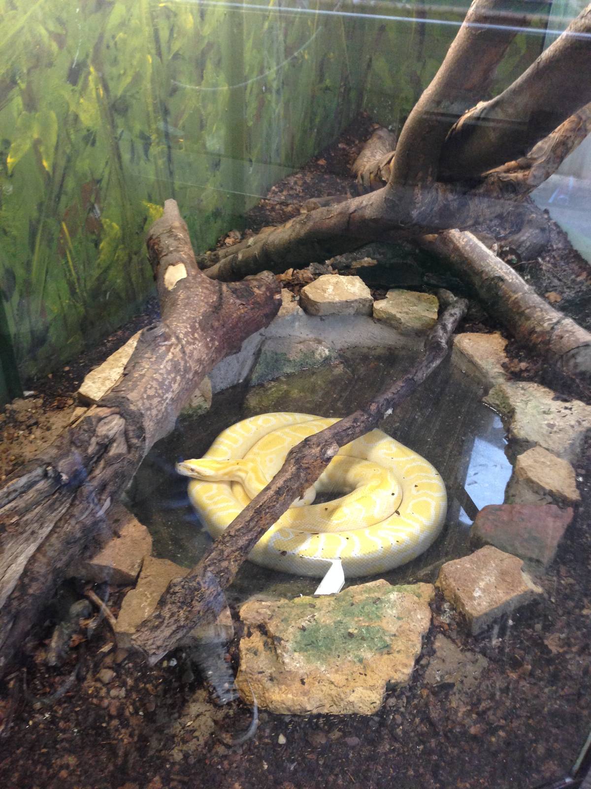 Burmese Python Exhibit at Tropical World - 02/10/2013