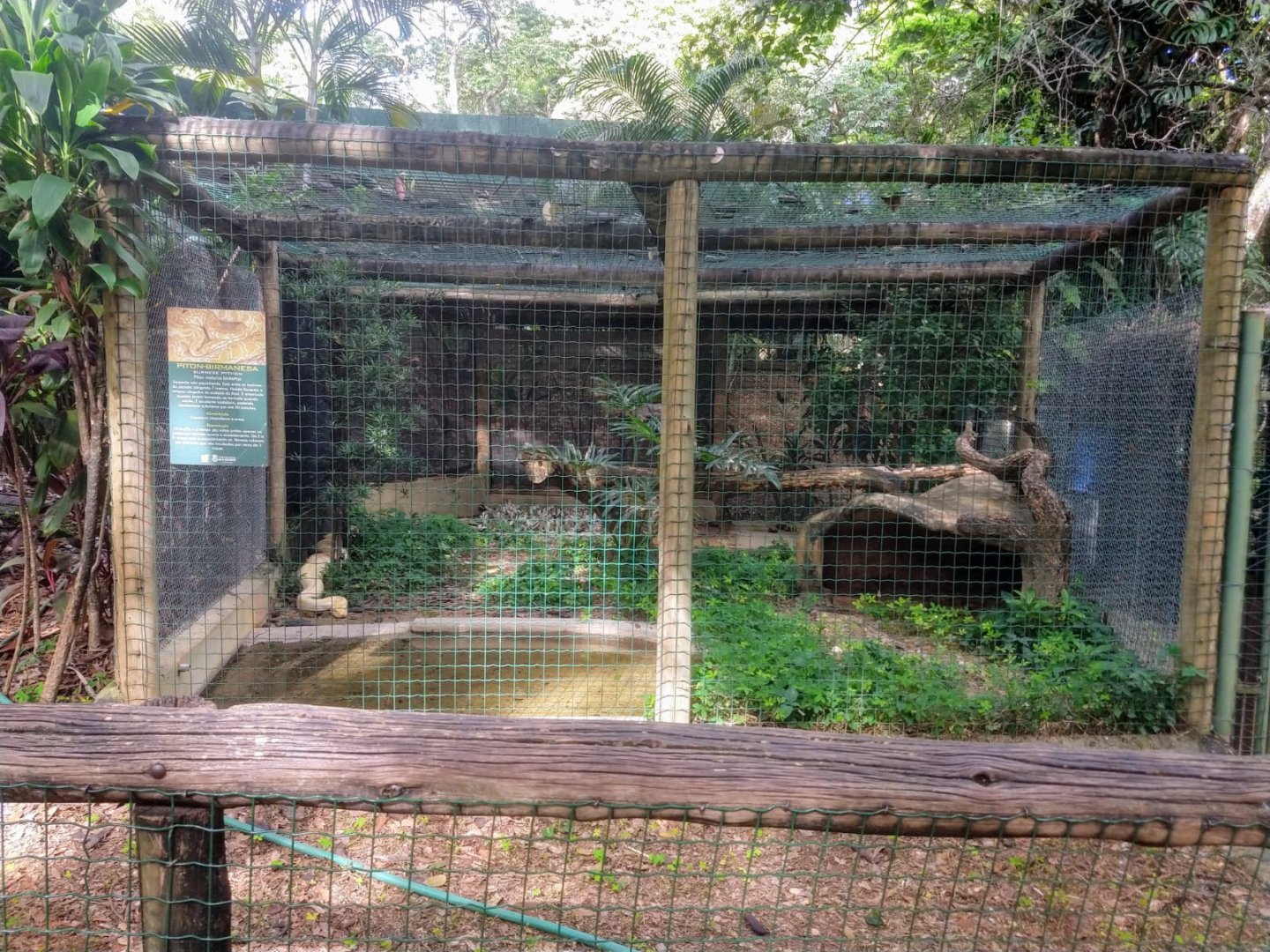 Burmese python exhibit - Belo Horizonte zoo