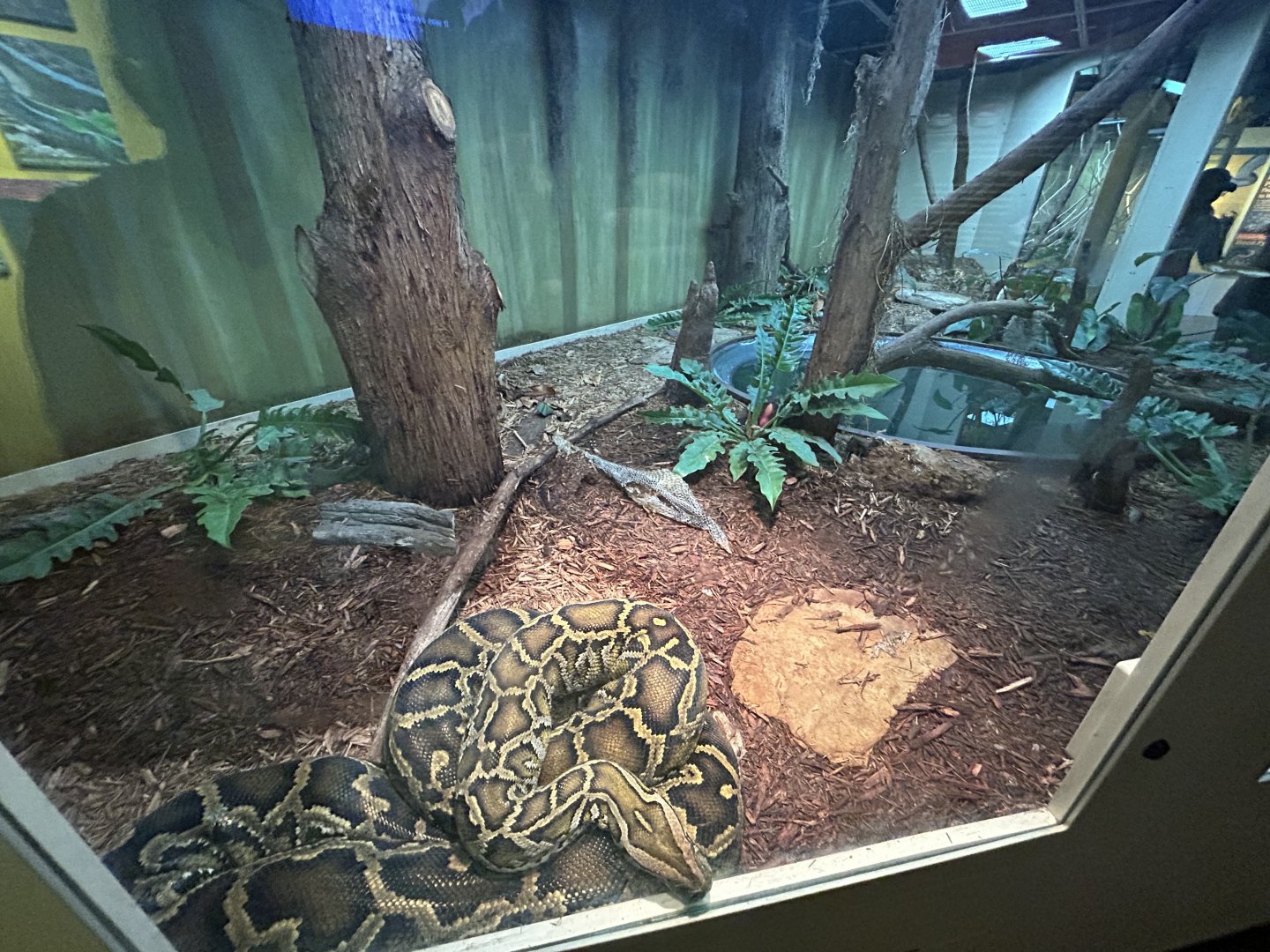 Burmese Python Exhibit - Desert Dome