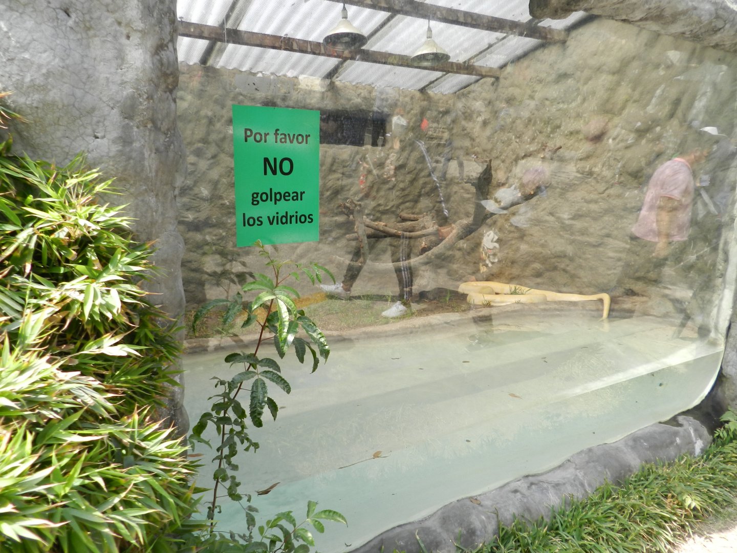 Burmese python exhibit - Parque Zoológico Huachipa