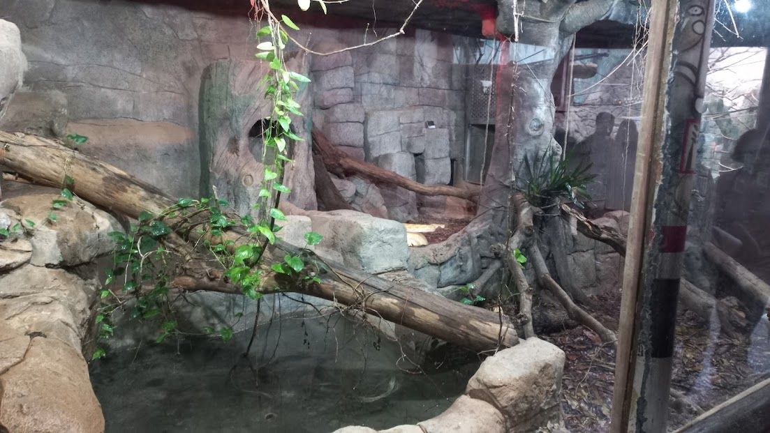 Burmese python exhibit - São Paulo aquarium