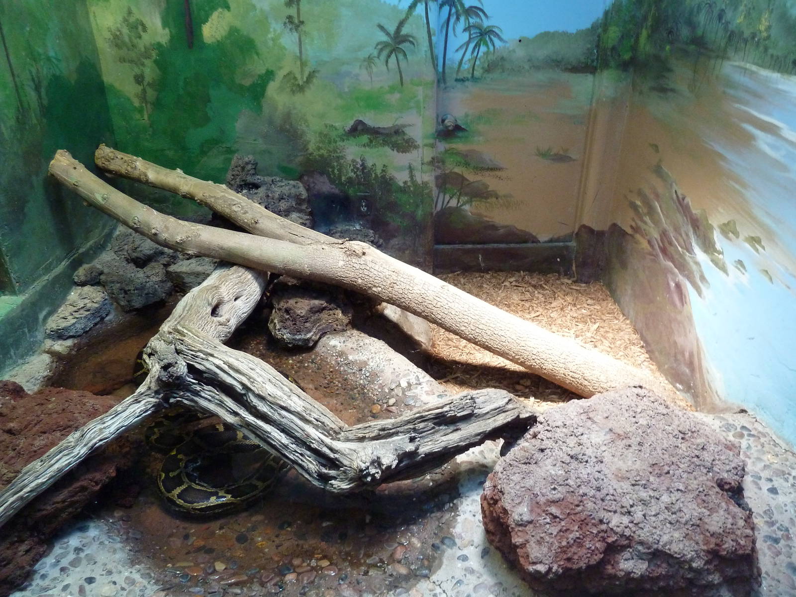 Burmese Python Exhibit
