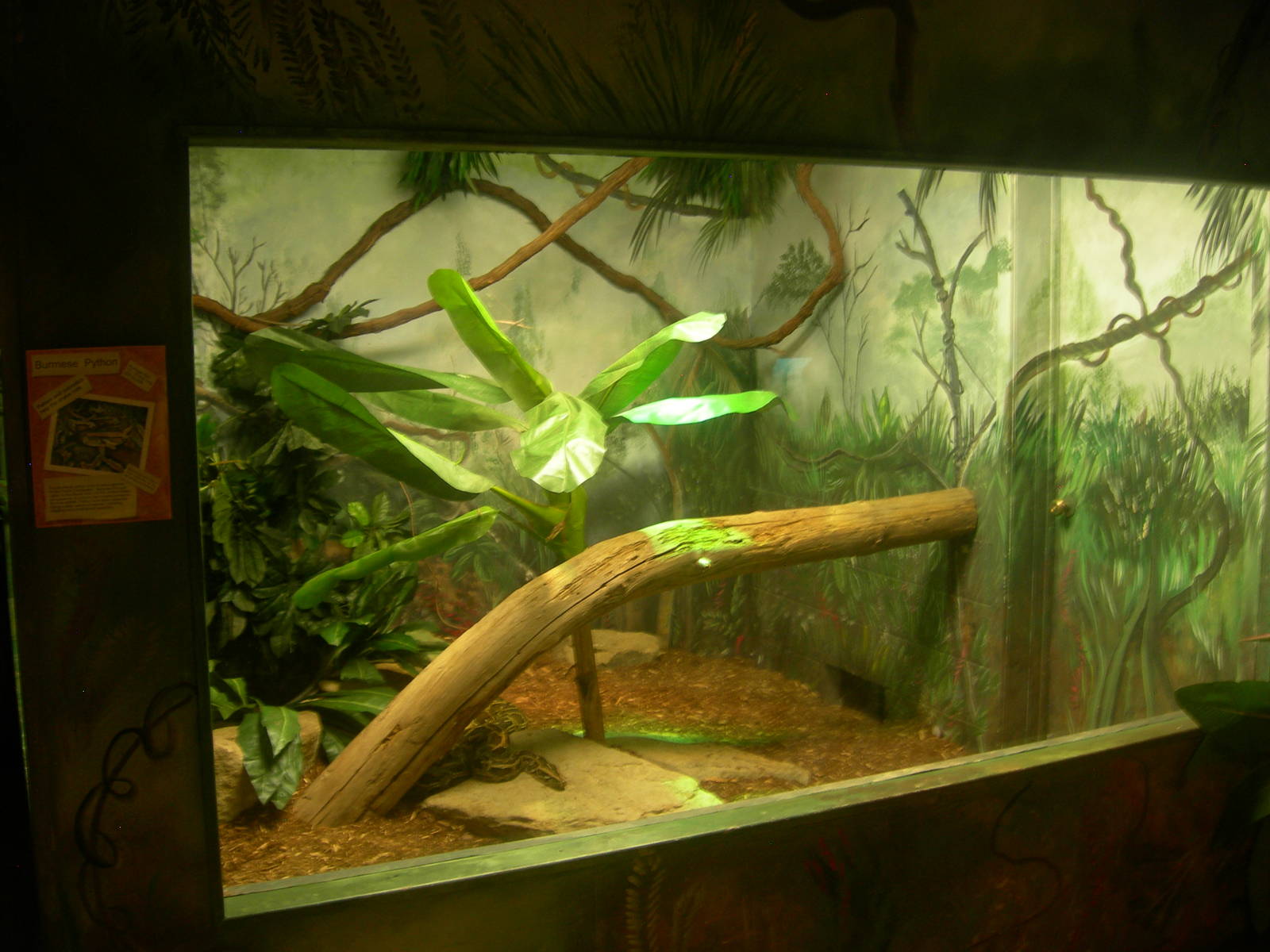 Burmese Python Exhibit