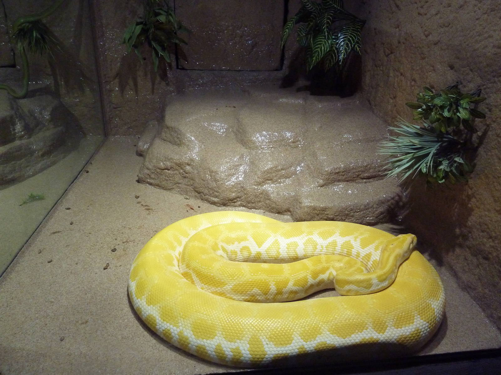 Burmese Python Exhibit