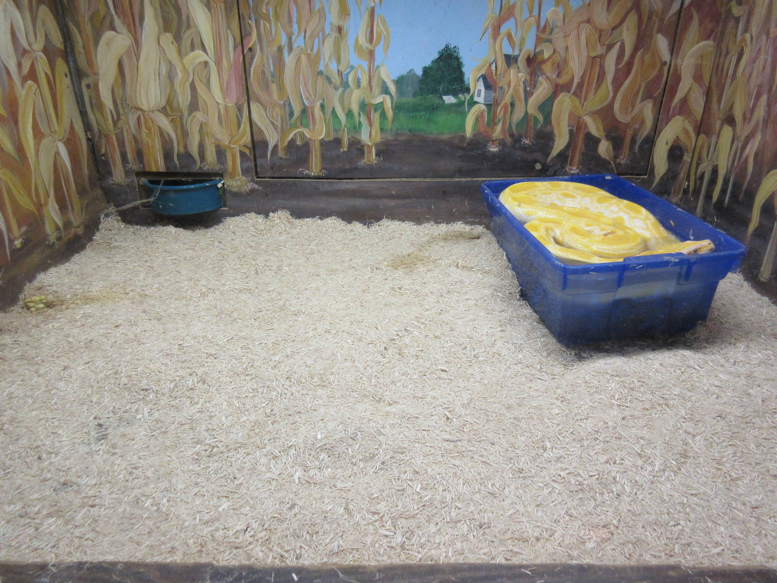 Burmese Python Exhibit
