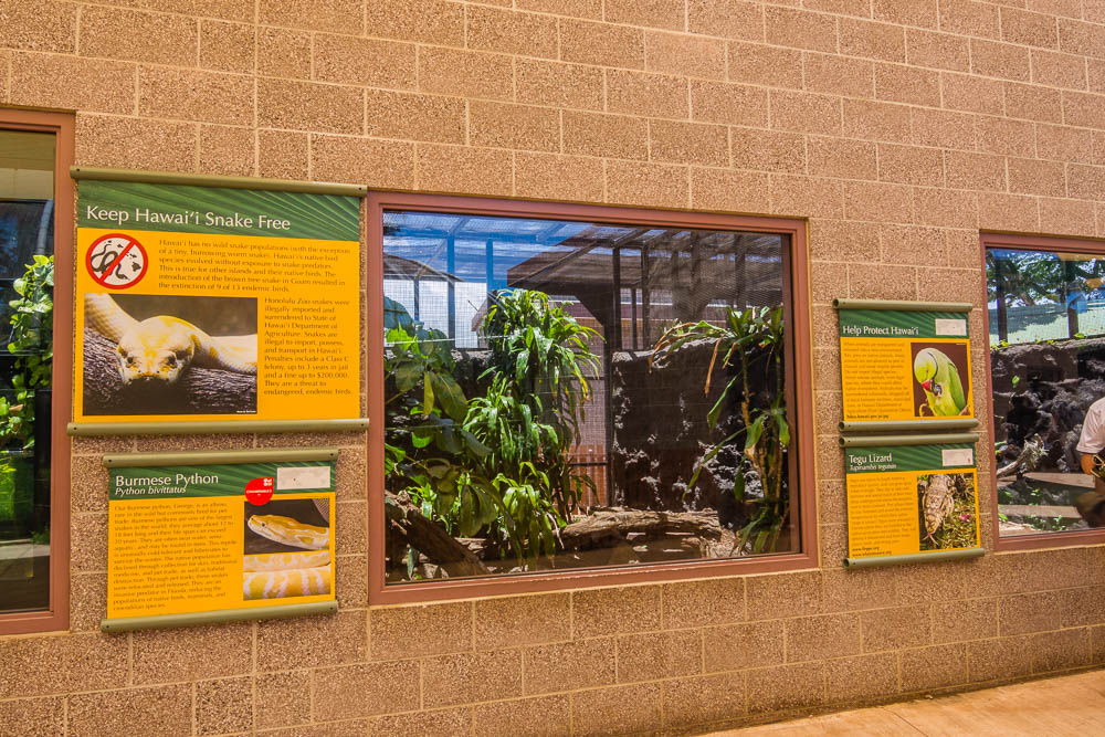 Burmese Python exhibit
