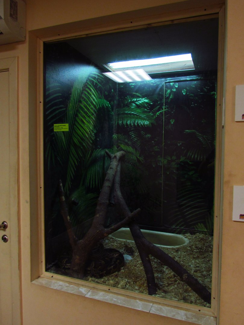 Burmese python exhibit
