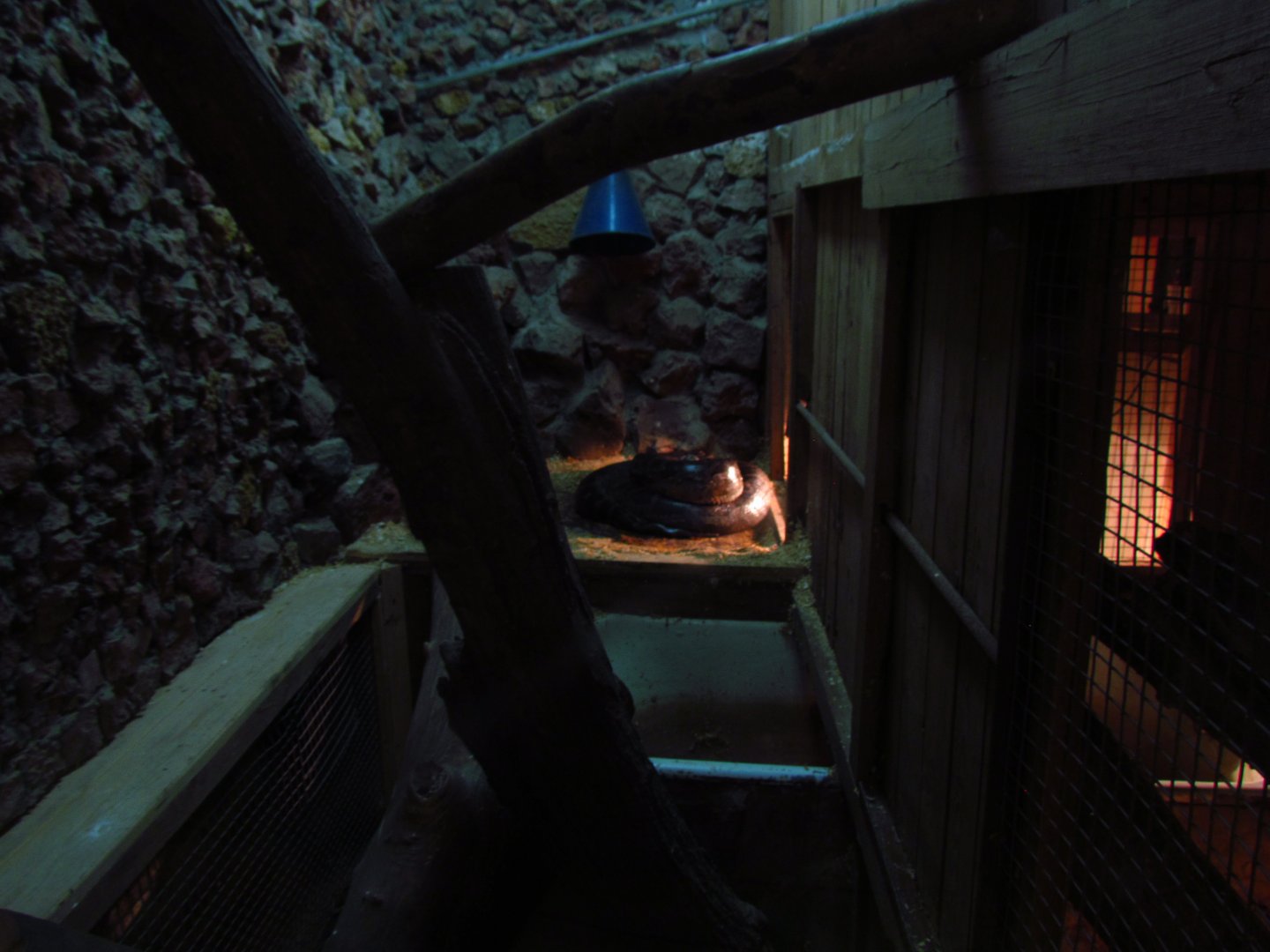 Burmese python exhibit