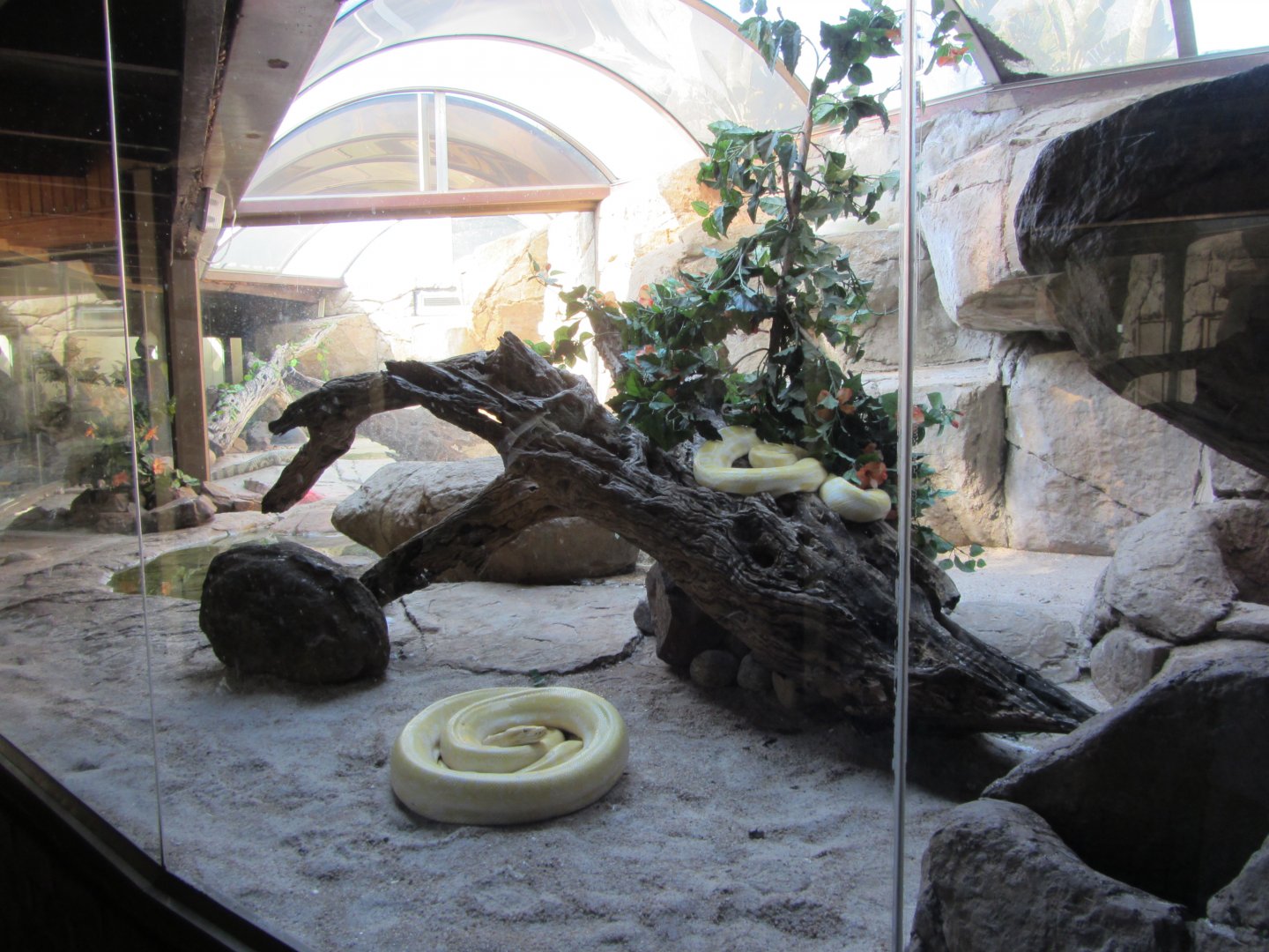 Burmese Python Exhibit