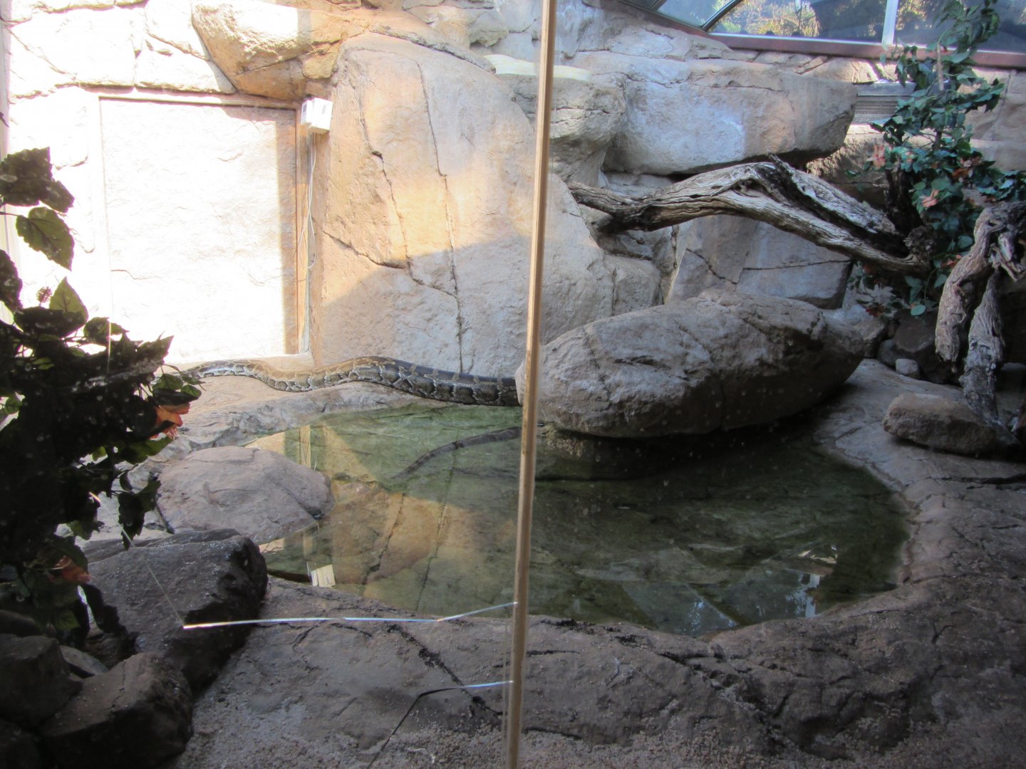 Burmese Python Exhibit