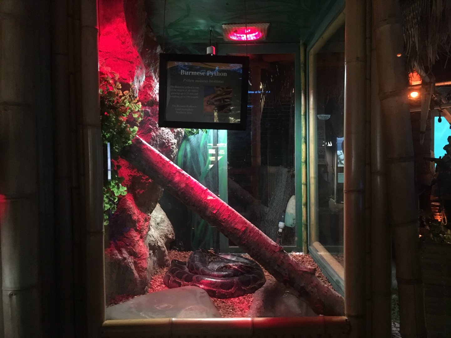 Burmese python exhibit