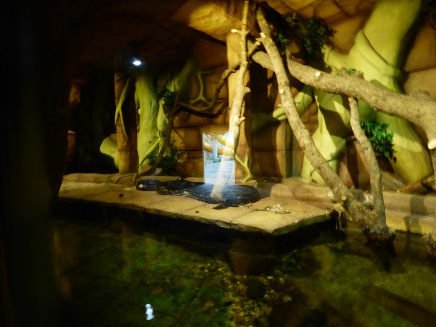 Burmese Python Exhibit