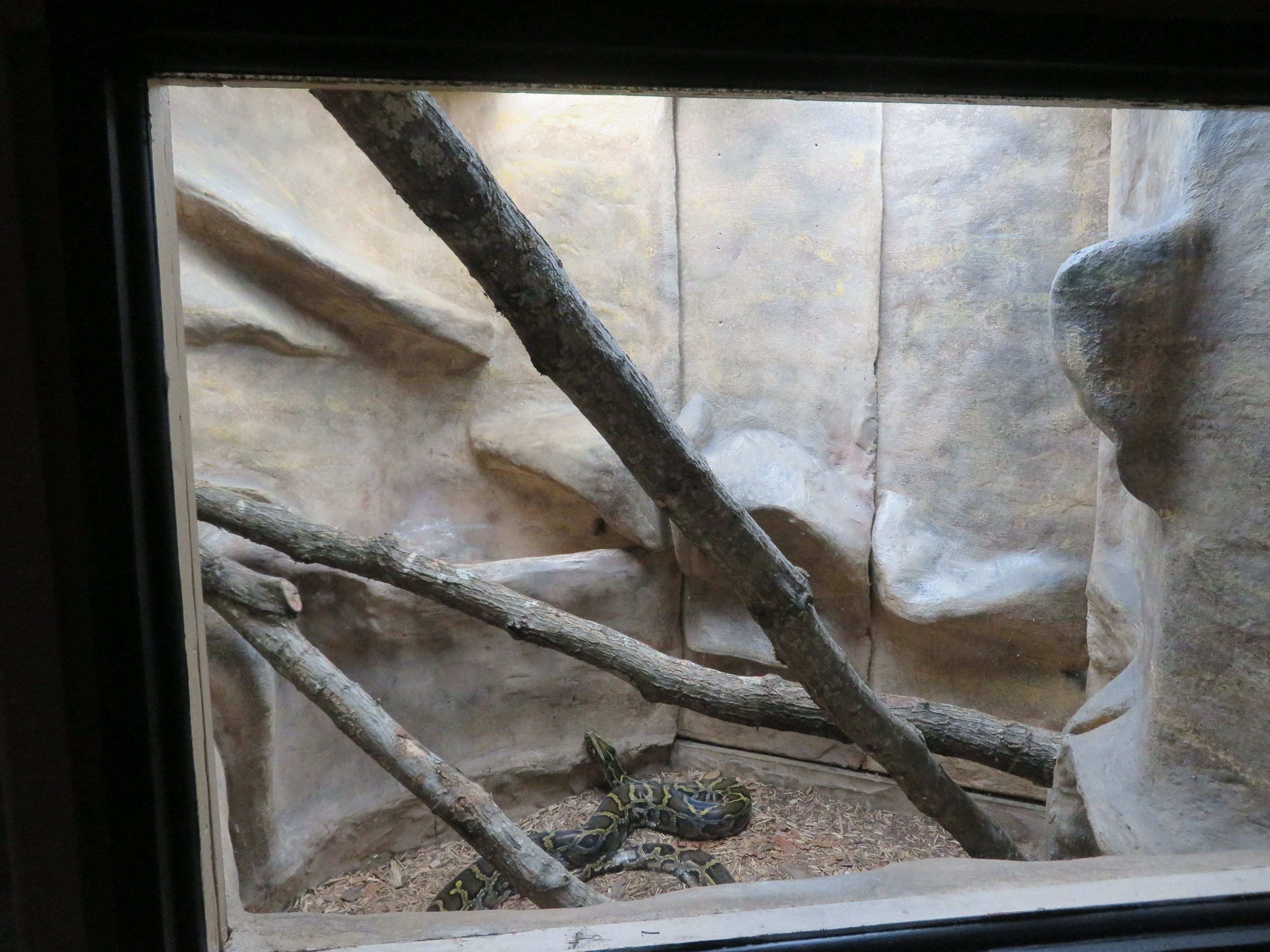 Burmese Python Exhibit