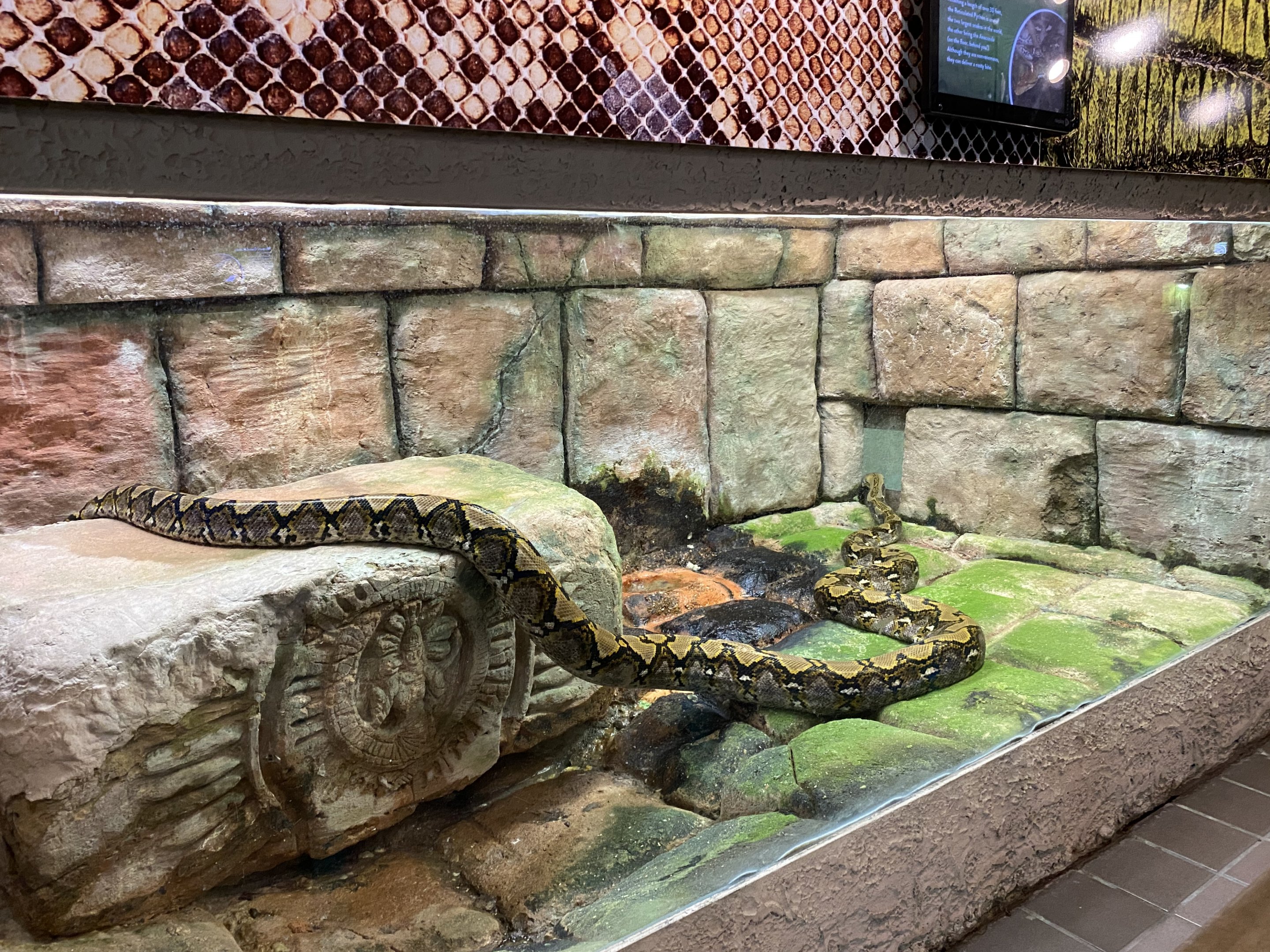 Burmese Python Exhibit