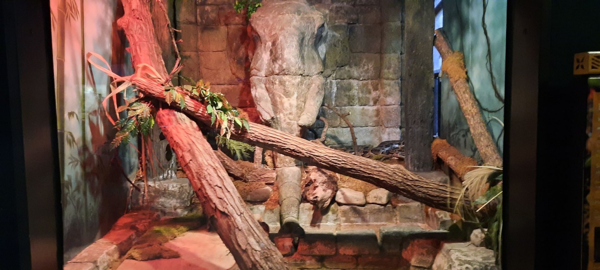 Burmese Python Exhibit