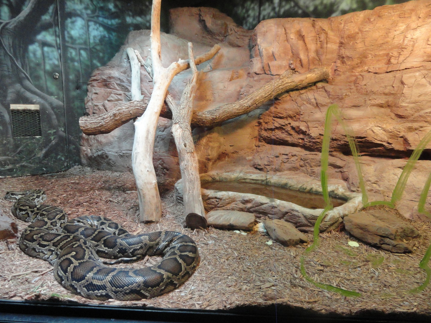 Burmese Python Exhibit