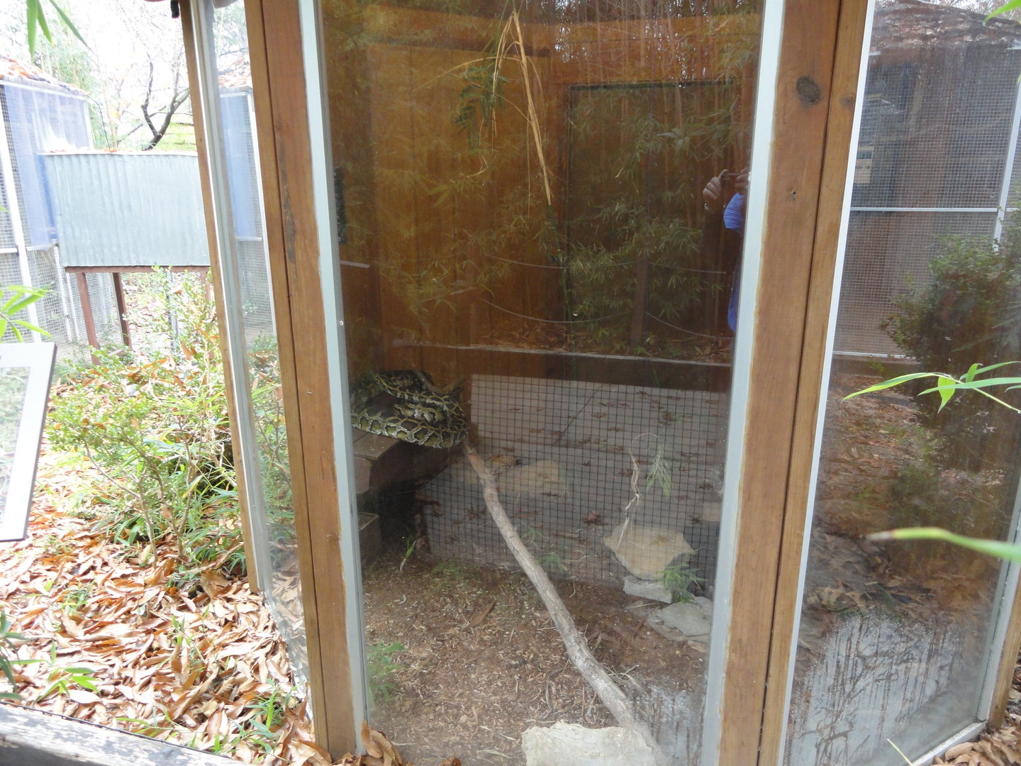 Burmese Python Exhibit