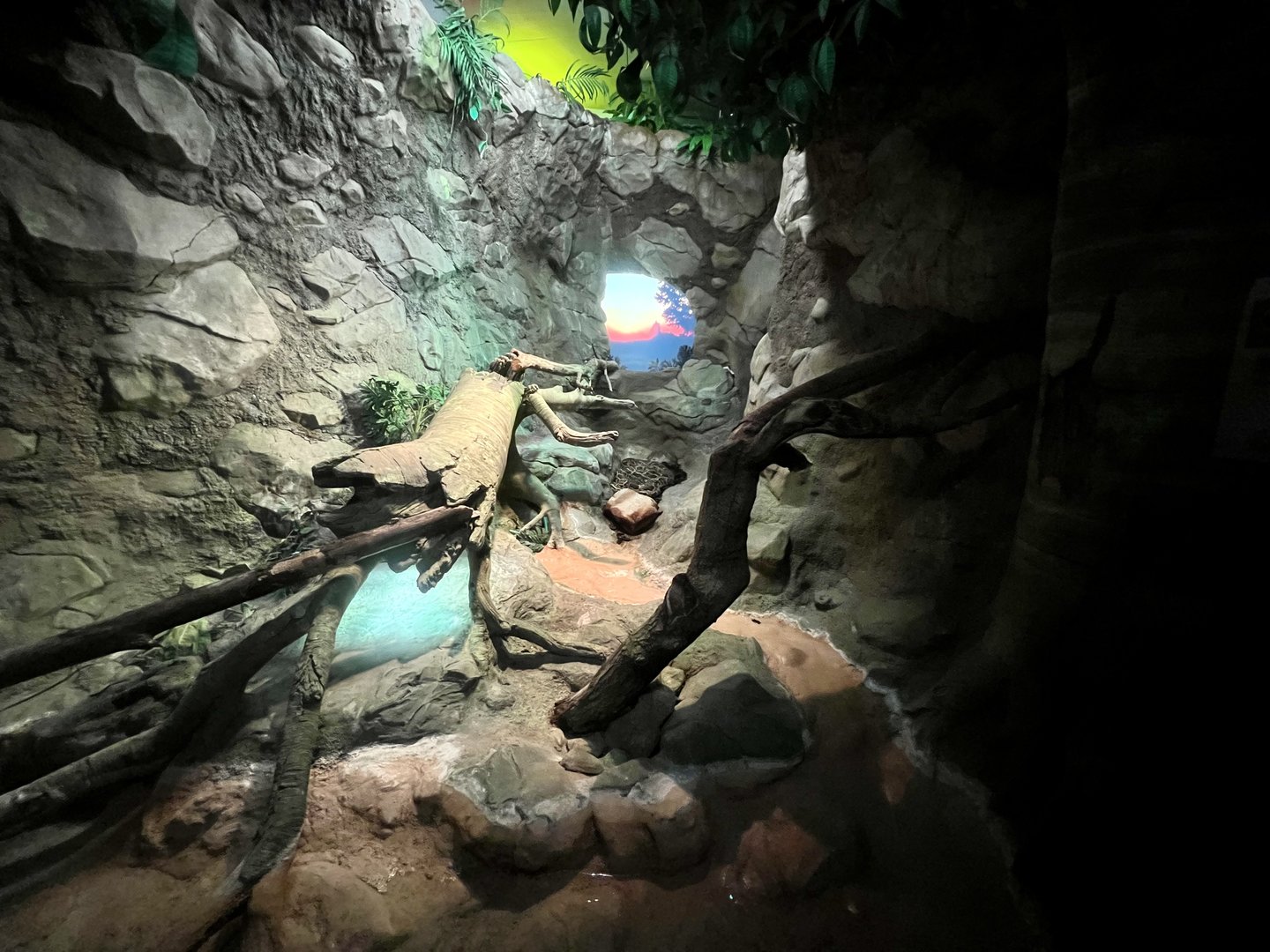 Burmese Python Exhibit