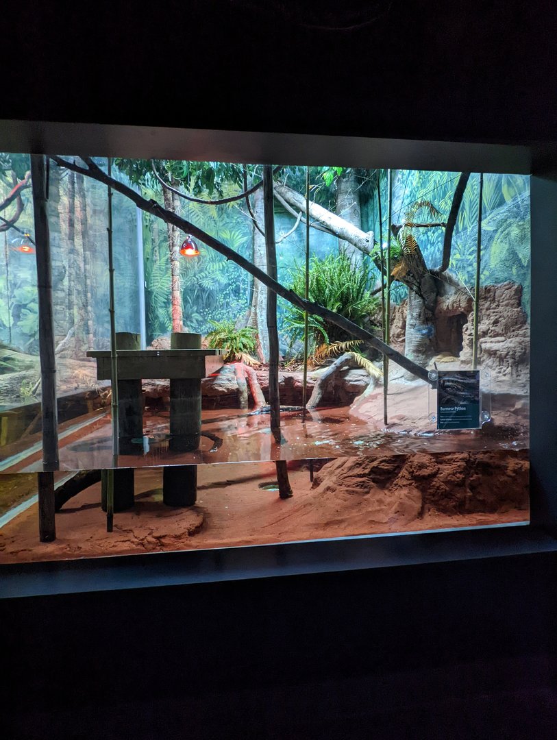 Burmese Python exhibit