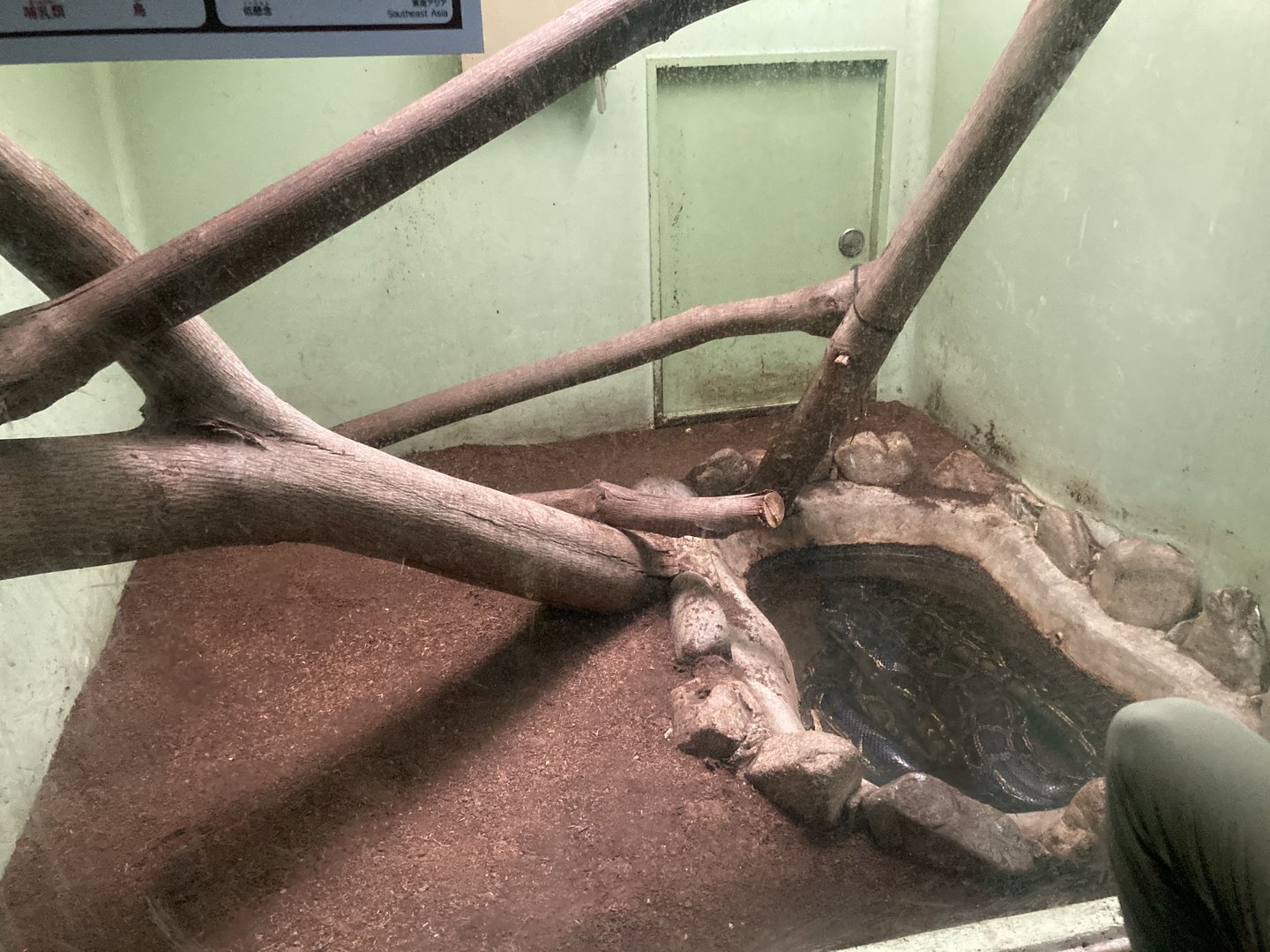 Burmese python exhibit