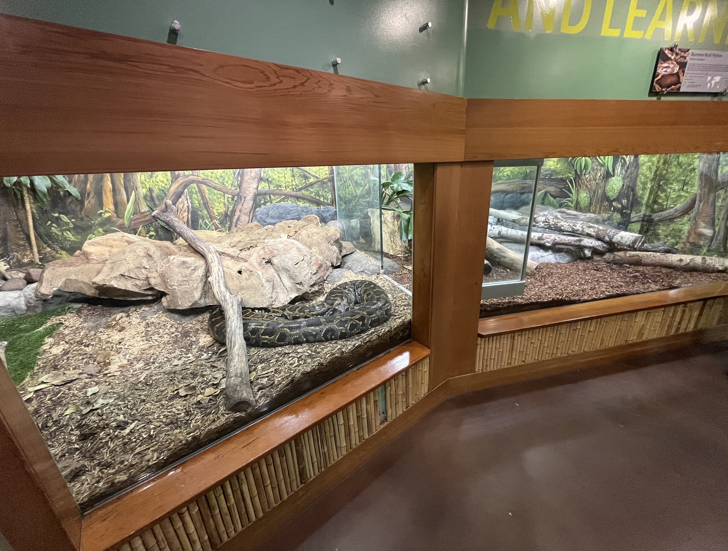 Burmese Python Exhibit
