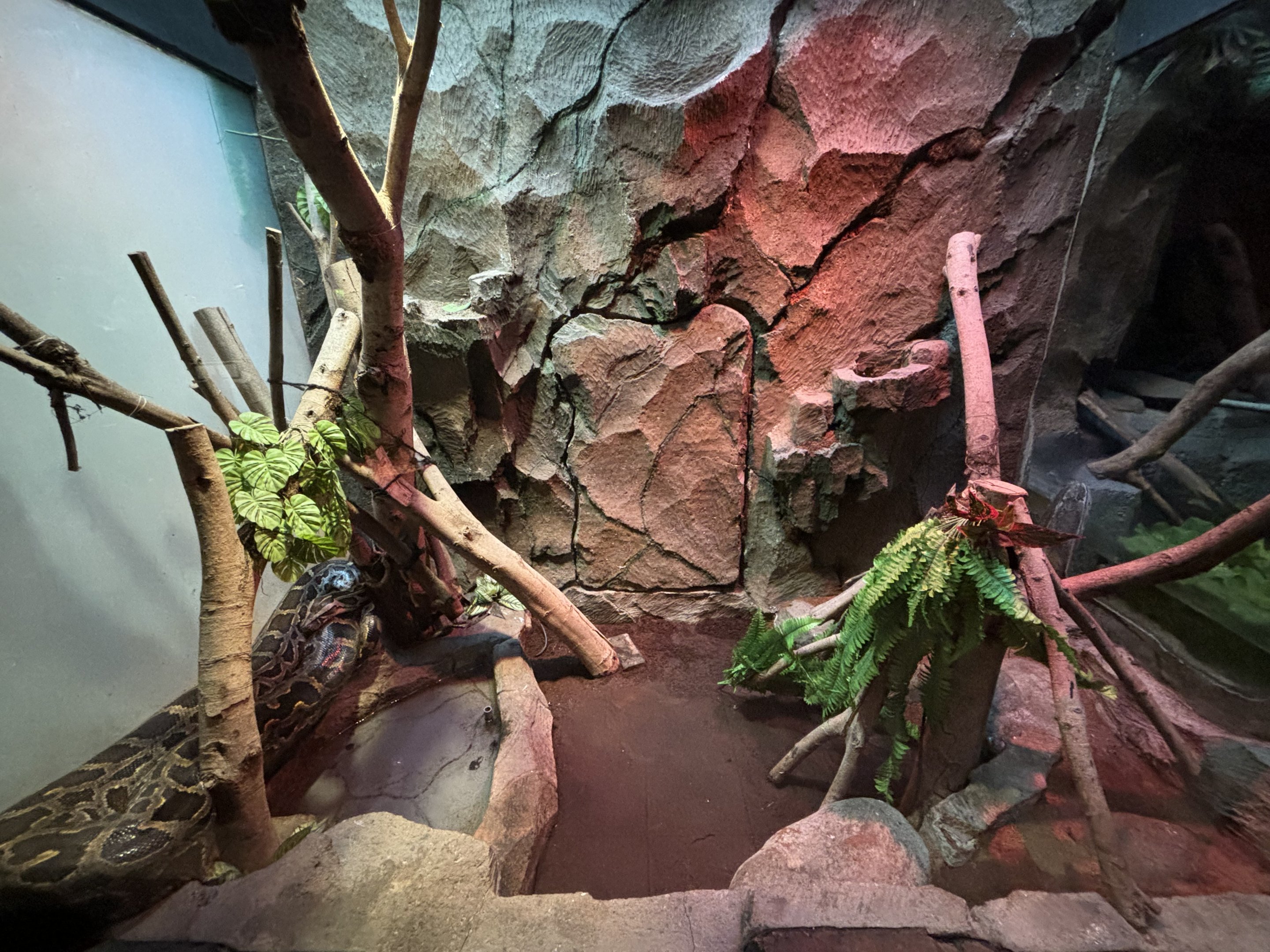 Burmese Python Exhibit