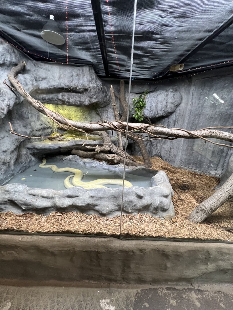 Burmese Python Exhibit