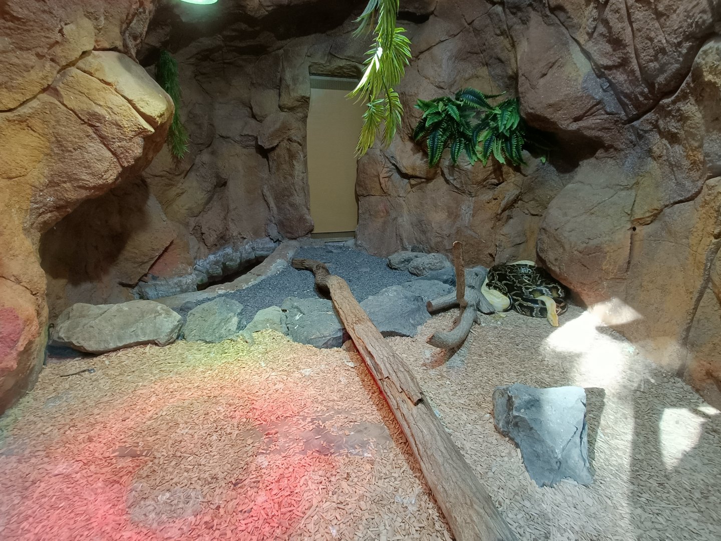 Burmese python exhibit