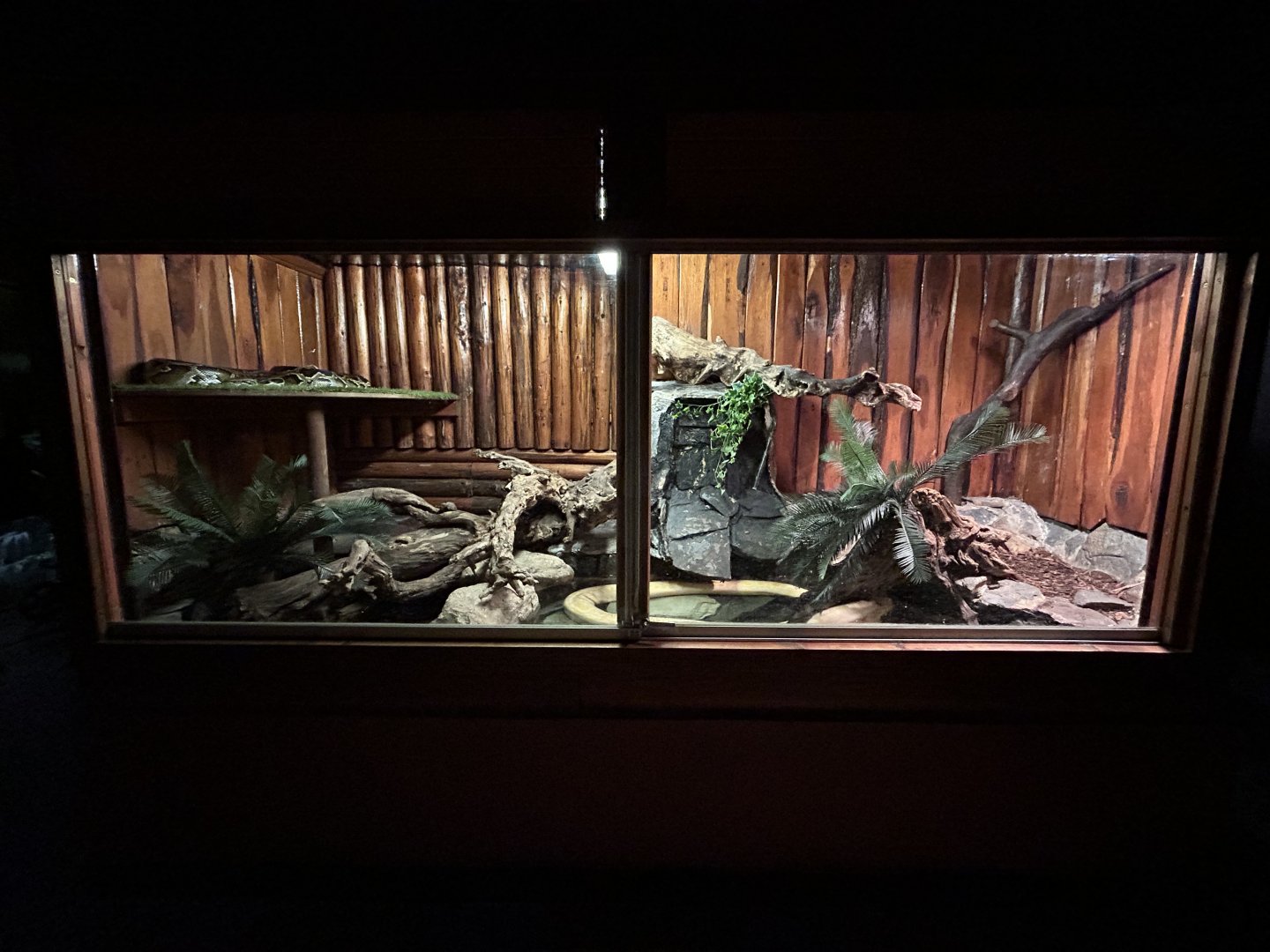 Burmese Python Exhibit