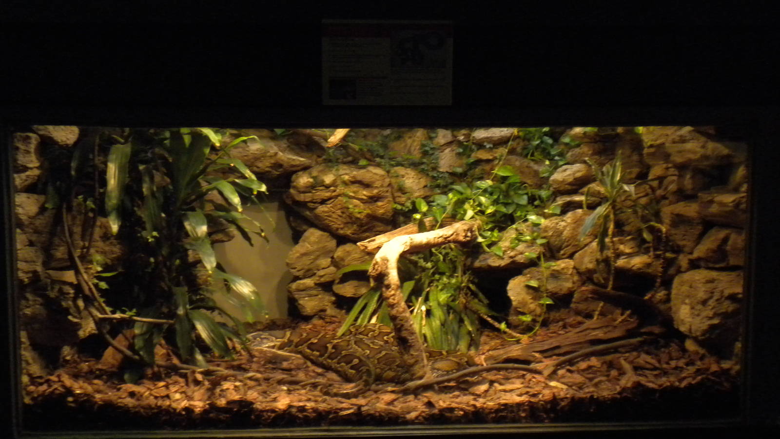 Burmese Python exhibit
