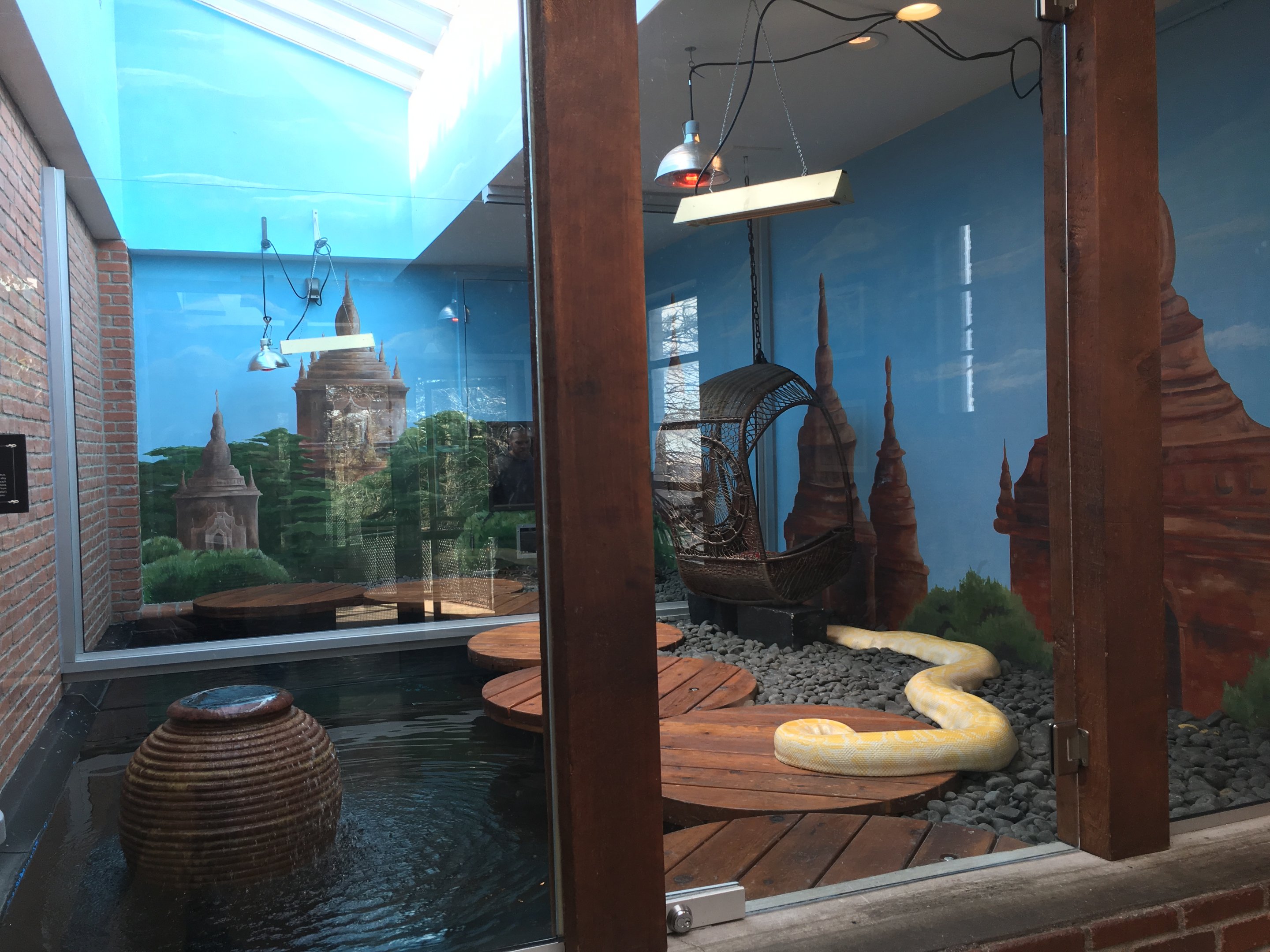 Burmese python exhibits