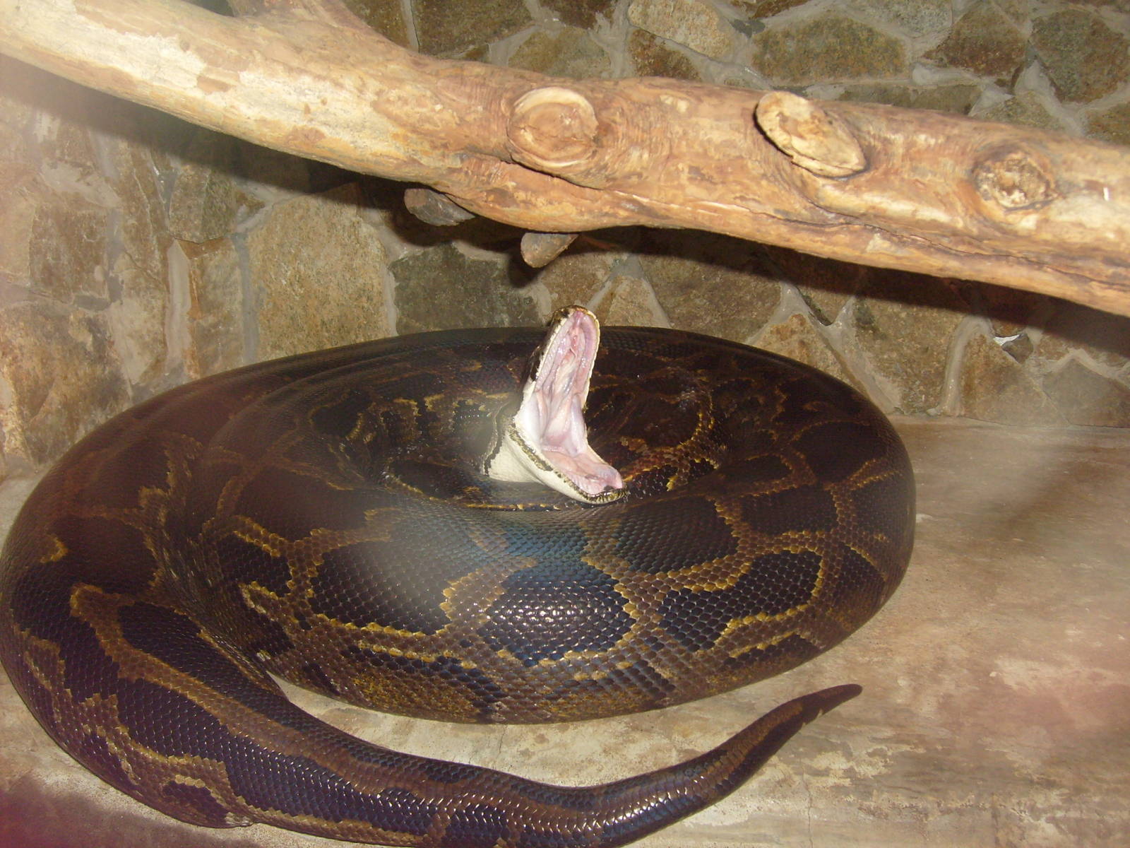 Burmese python gaping