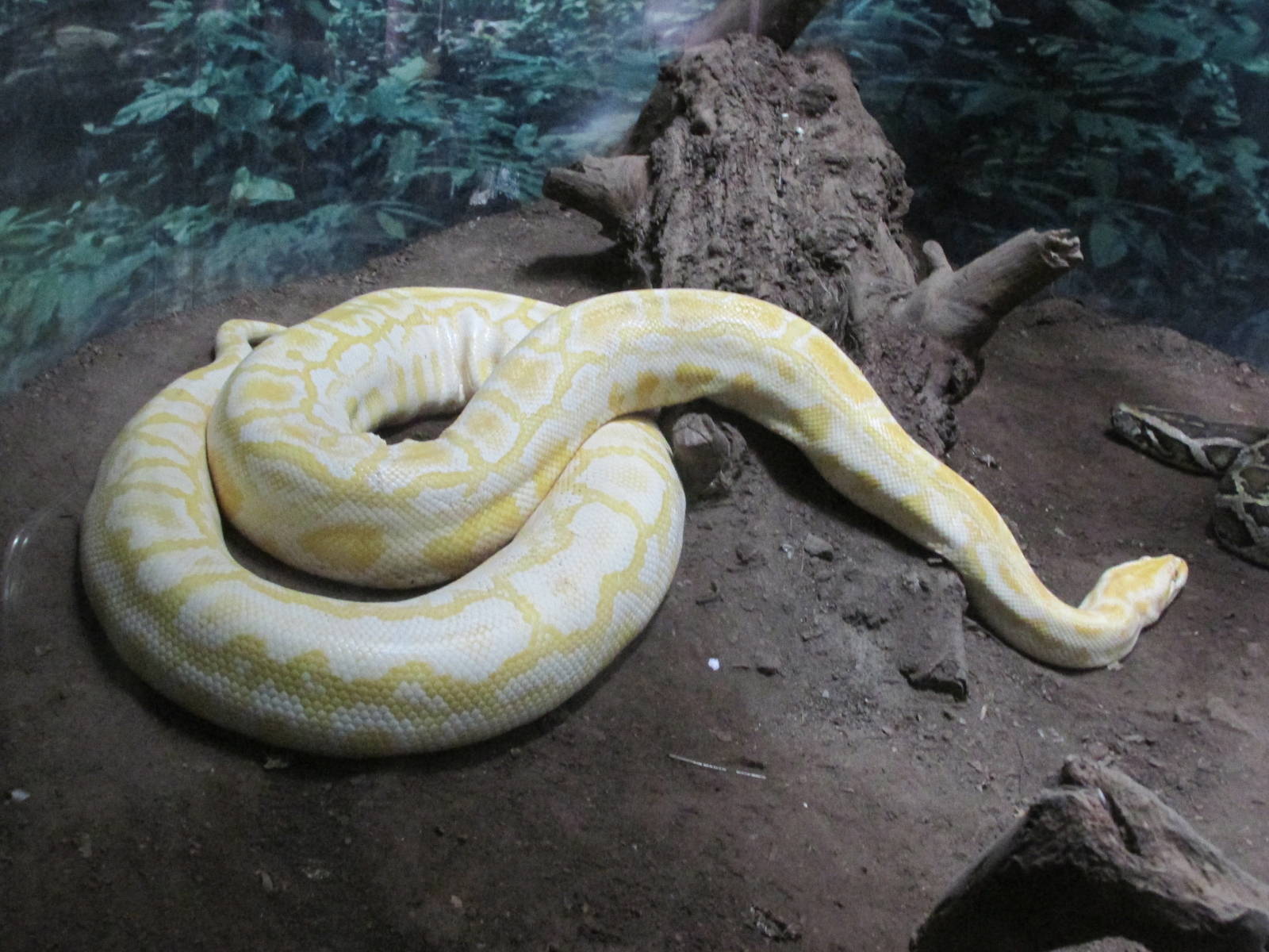burmese python guadalajara zoo