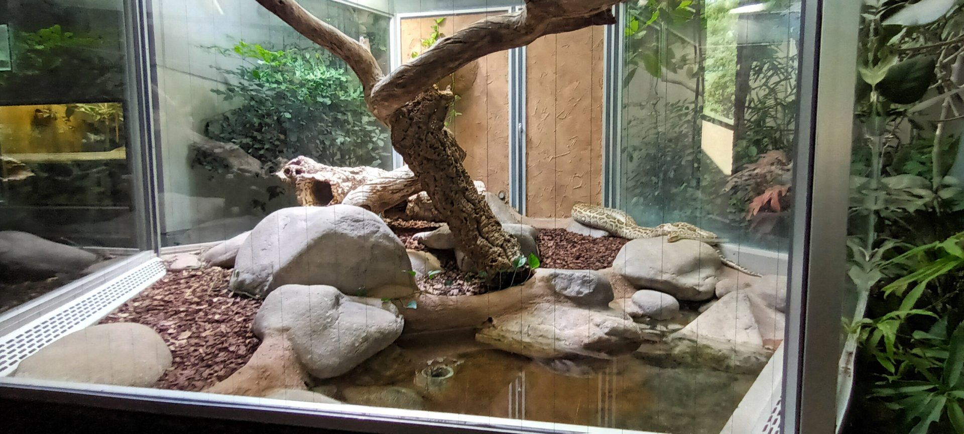 Burmese Python Habitat