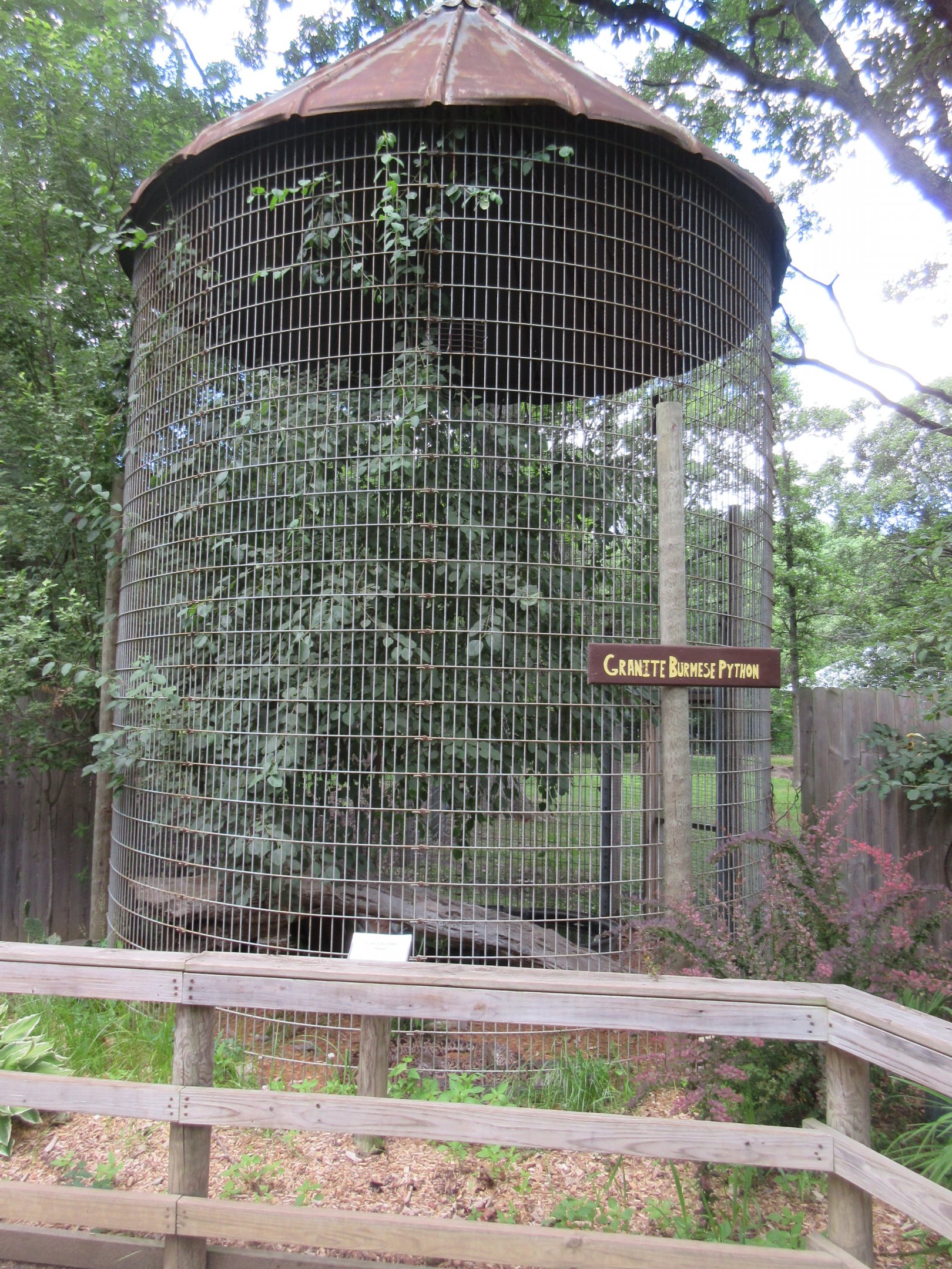 Burmese Python - in a corn crib cage!