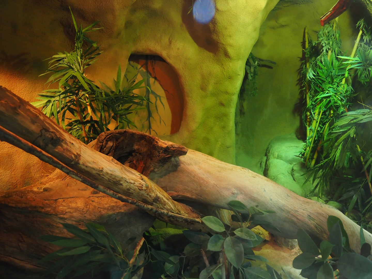 Burmese python in Taman Indah (Asian elephant, Indian rhinoceros and Malayan tapir house), 2024-06-30