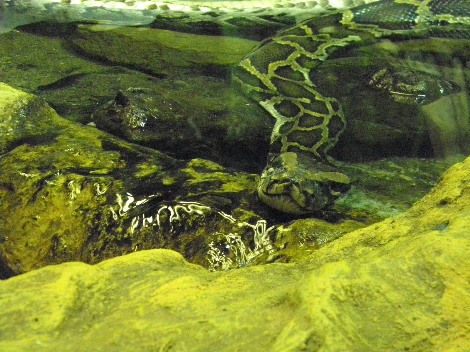 burmese python in water