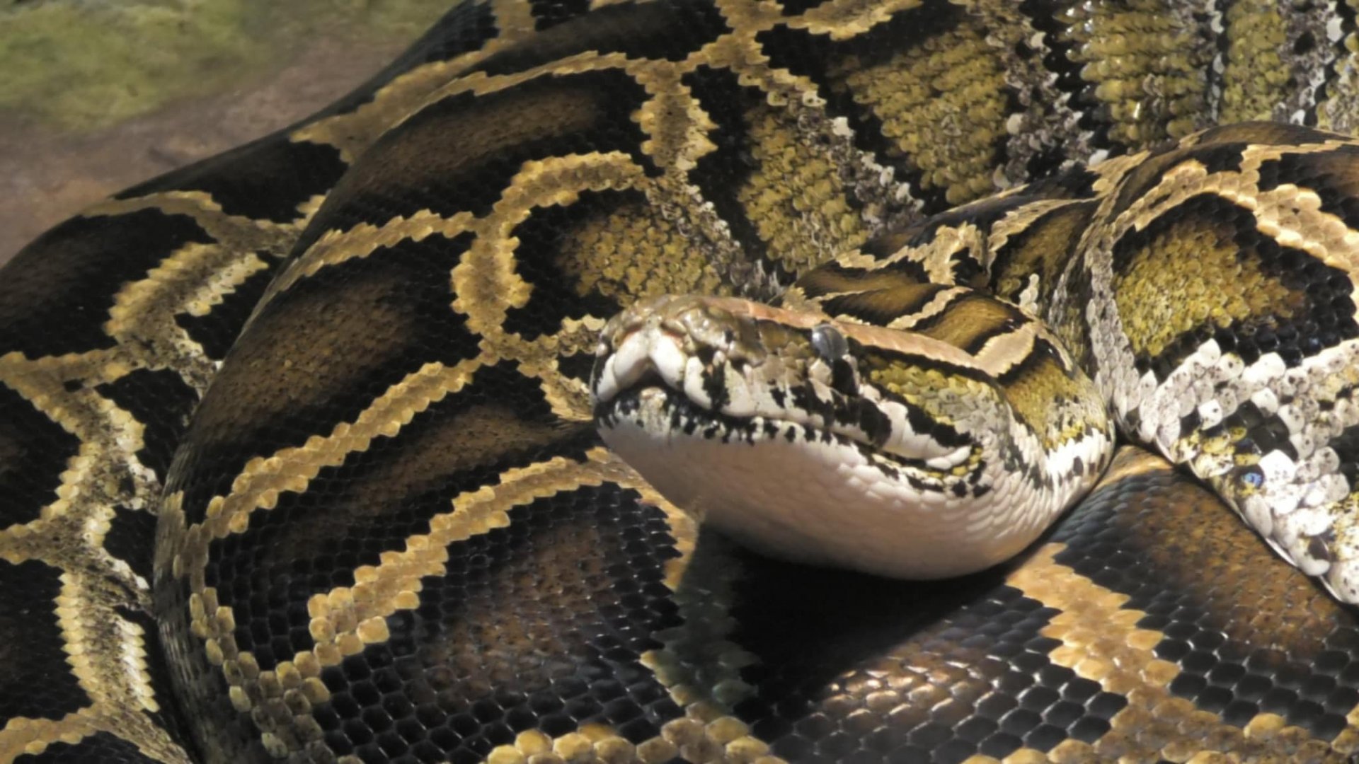 Burmese python looks up