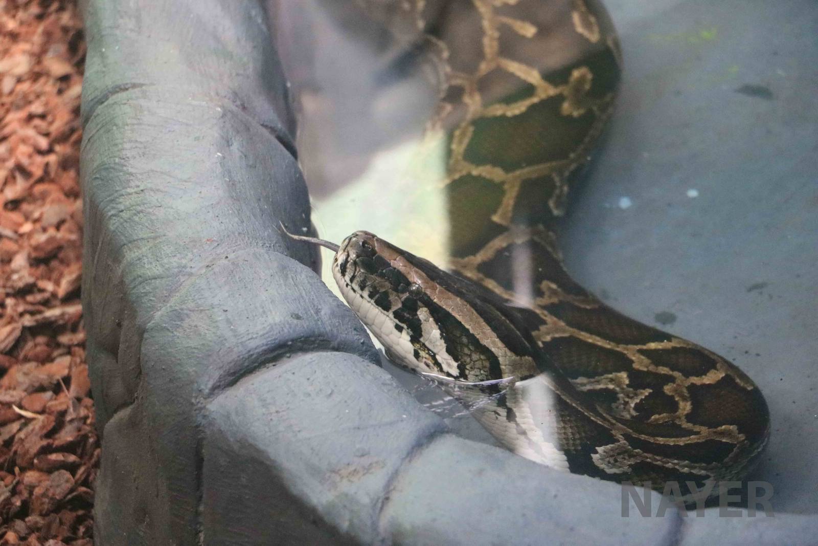 Burmese python, March 2016