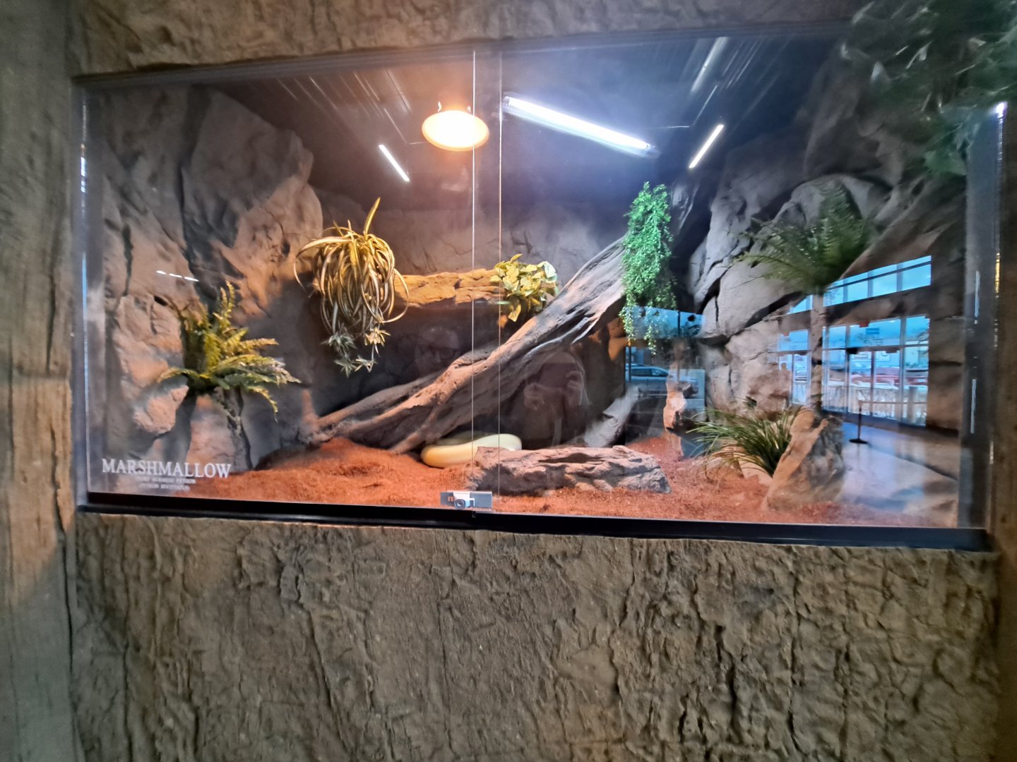 Burmese Python (Marshmallow) Exhibit (4/19/25)